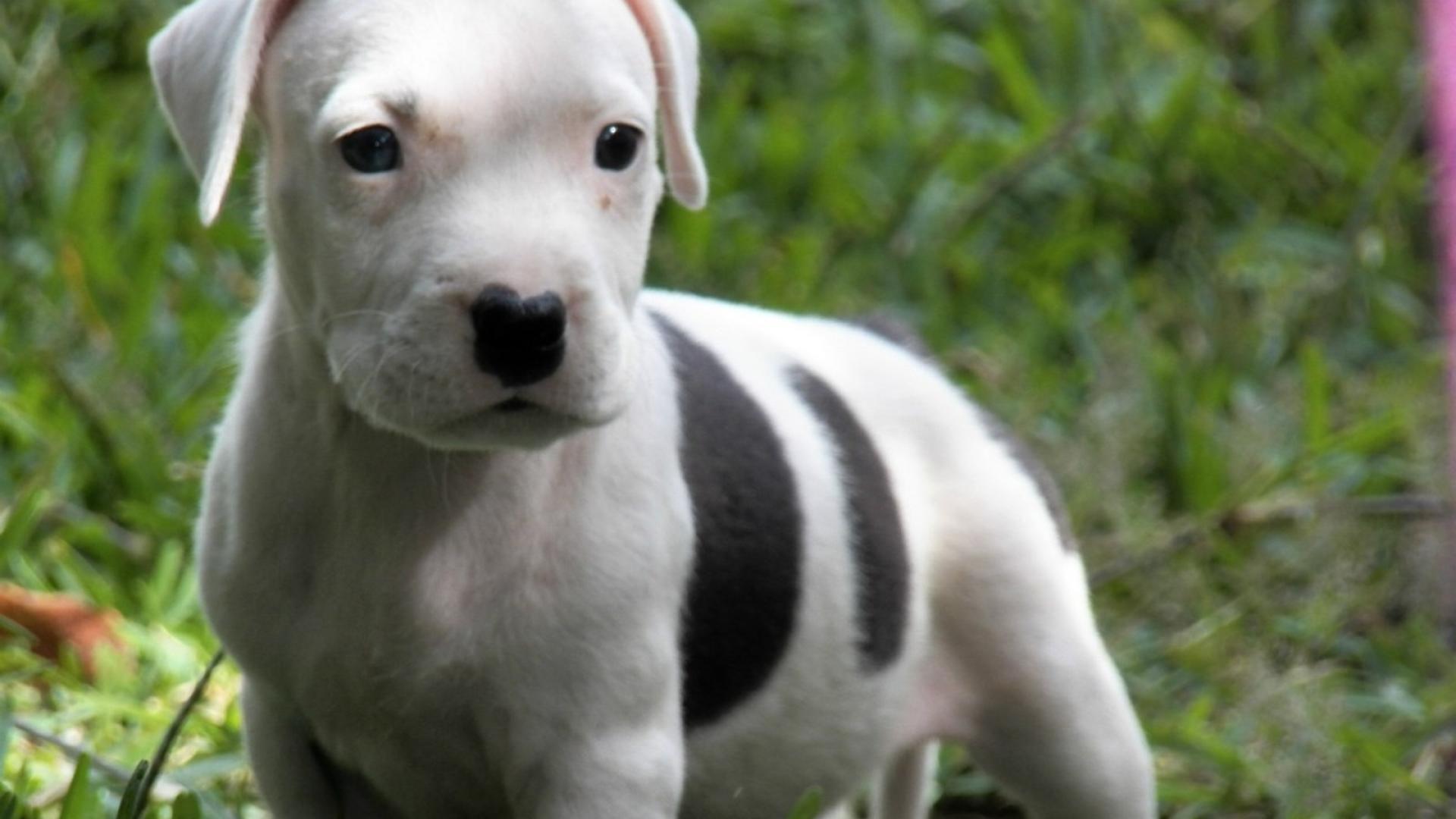 Babypitbull Wallpapers