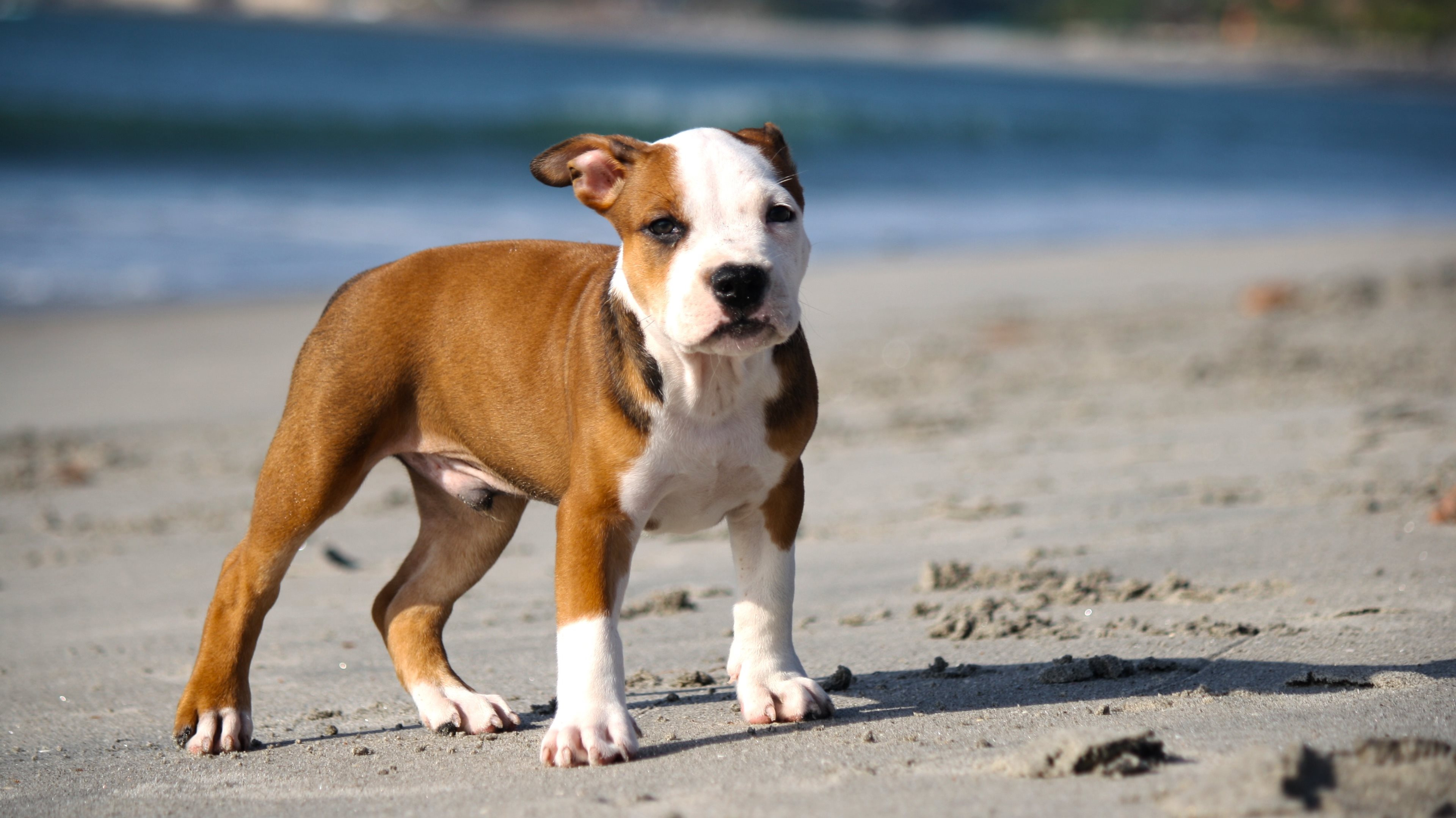 Babypitbull Wallpapers