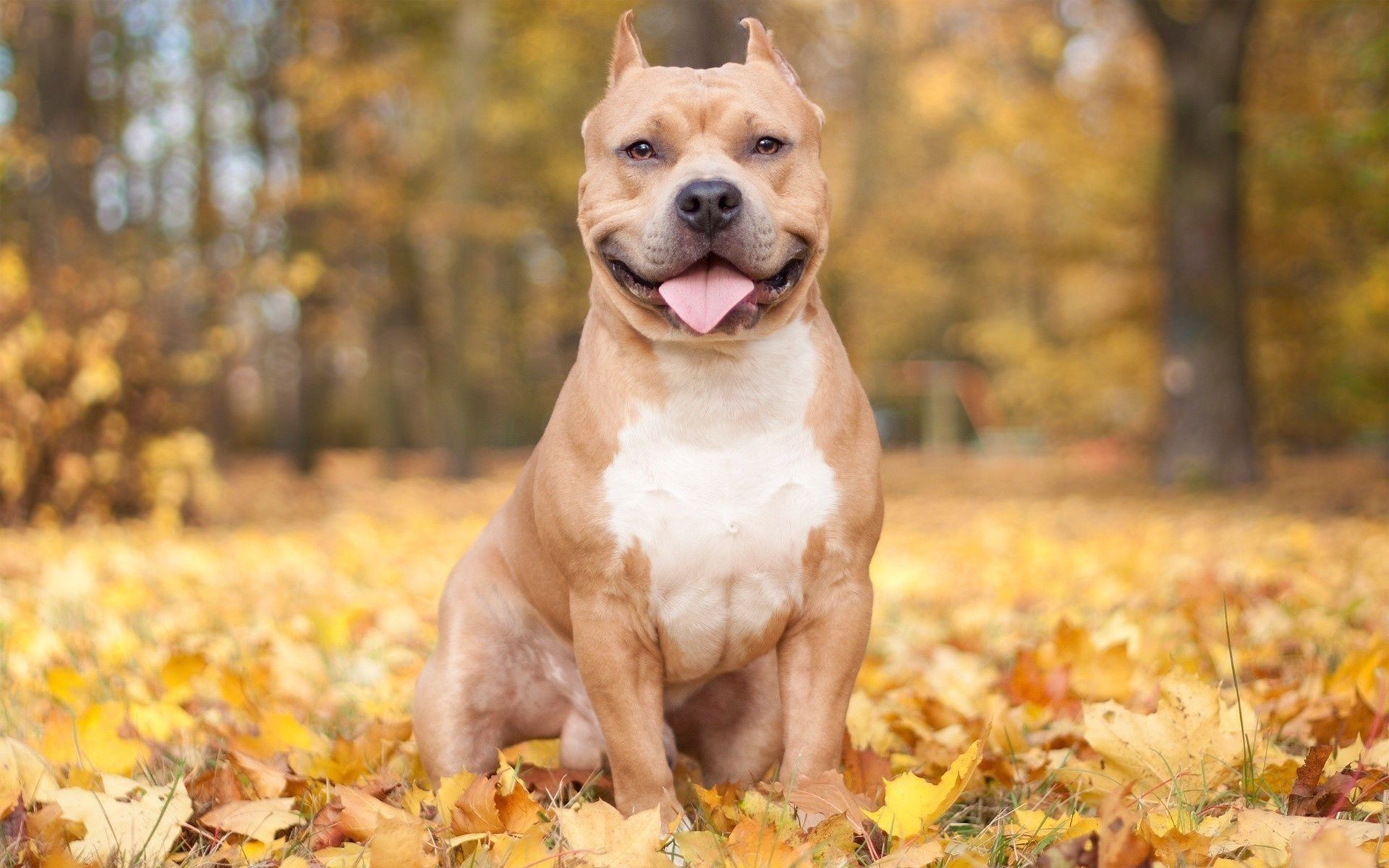 Babypitbull Wallpapers