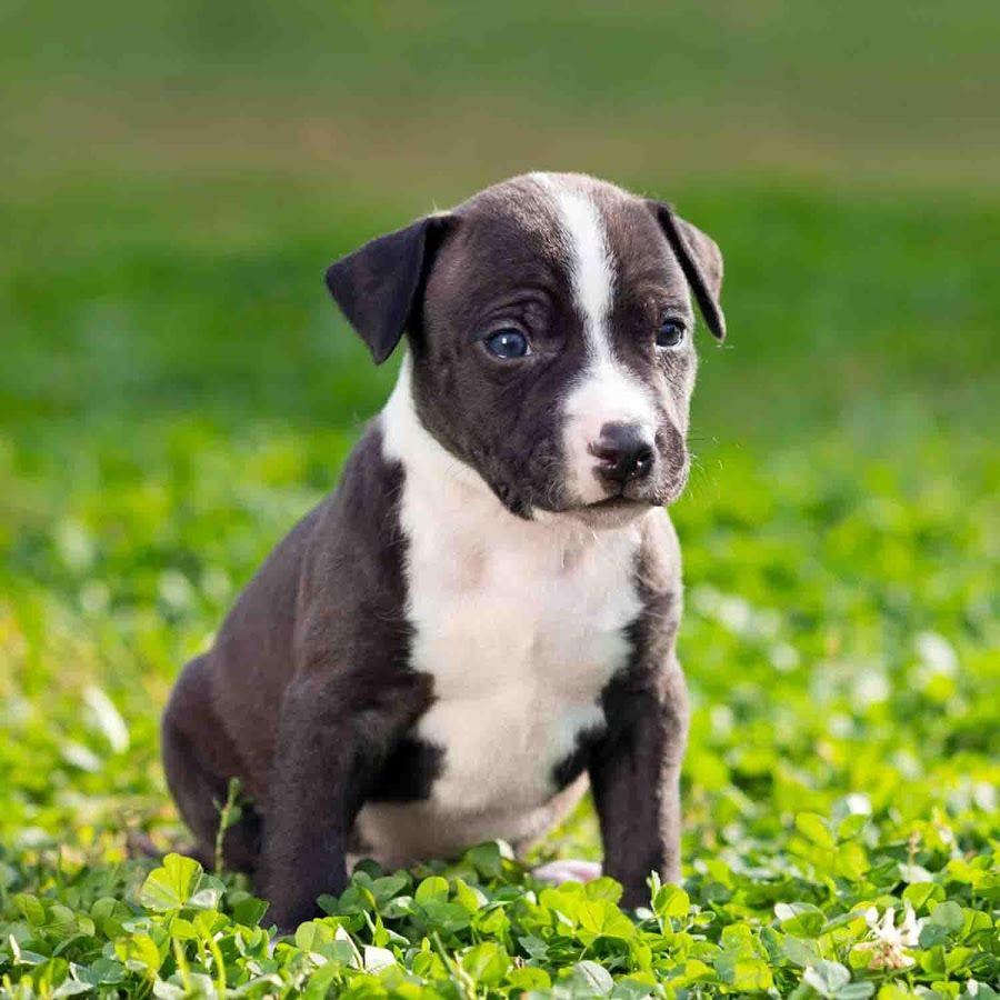 Babypitbull Wallpapers