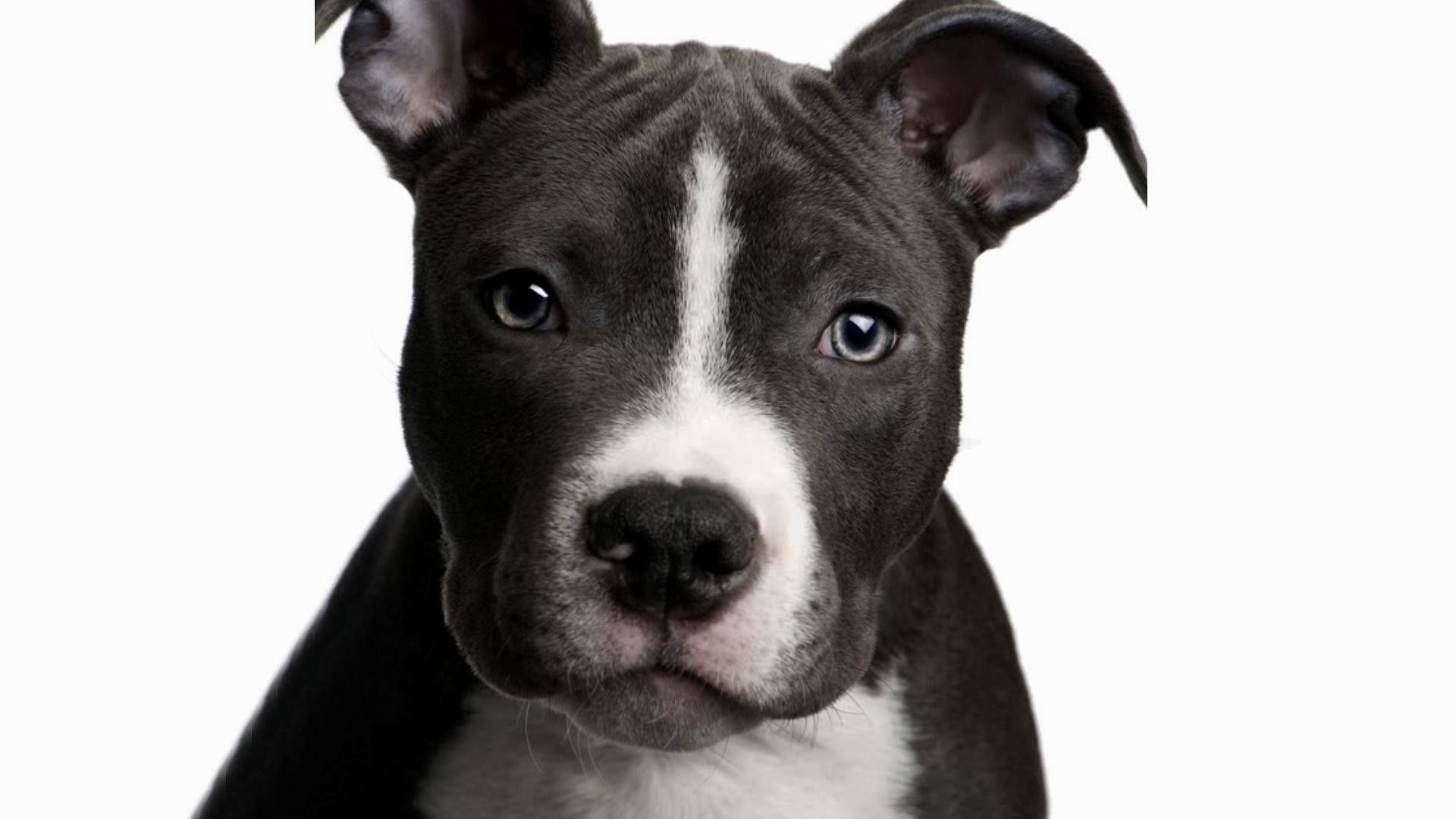 Babypitbull Wallpapers