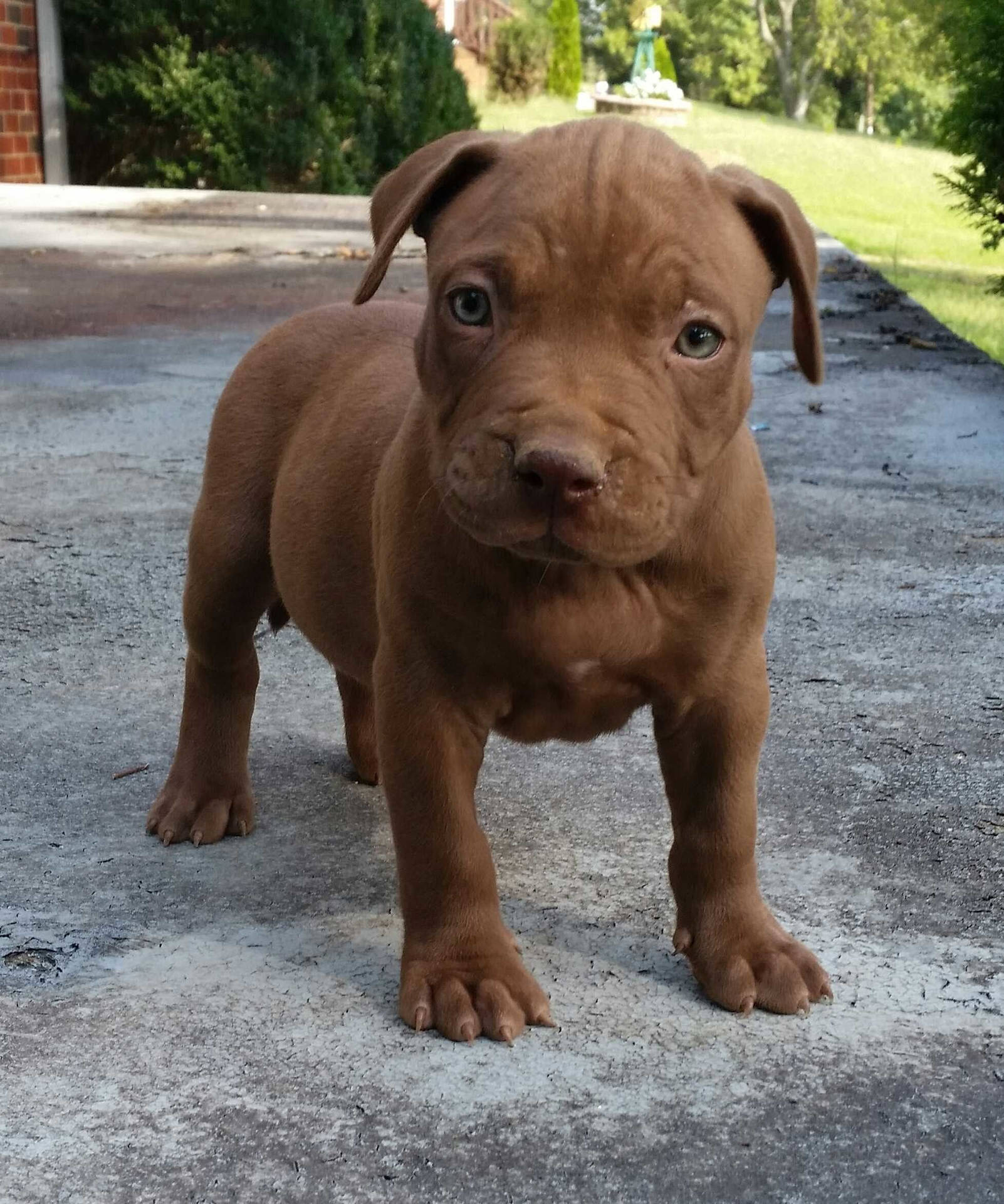 Babypitbull Wallpapers