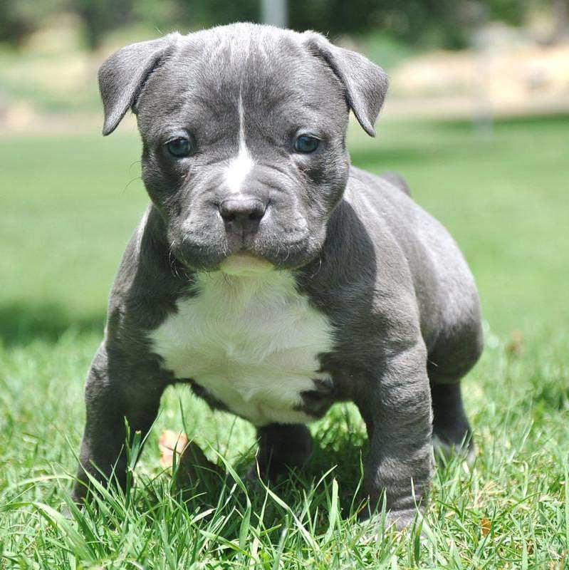 Babypitbull Wallpapers