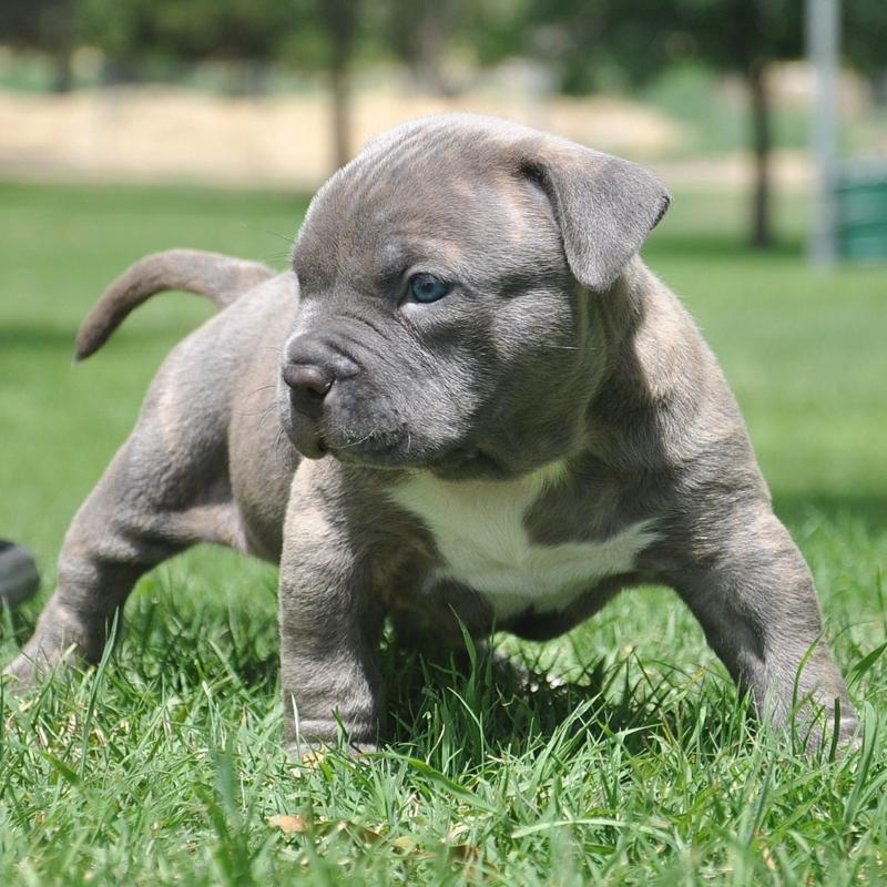 Babypitbull Wallpapers