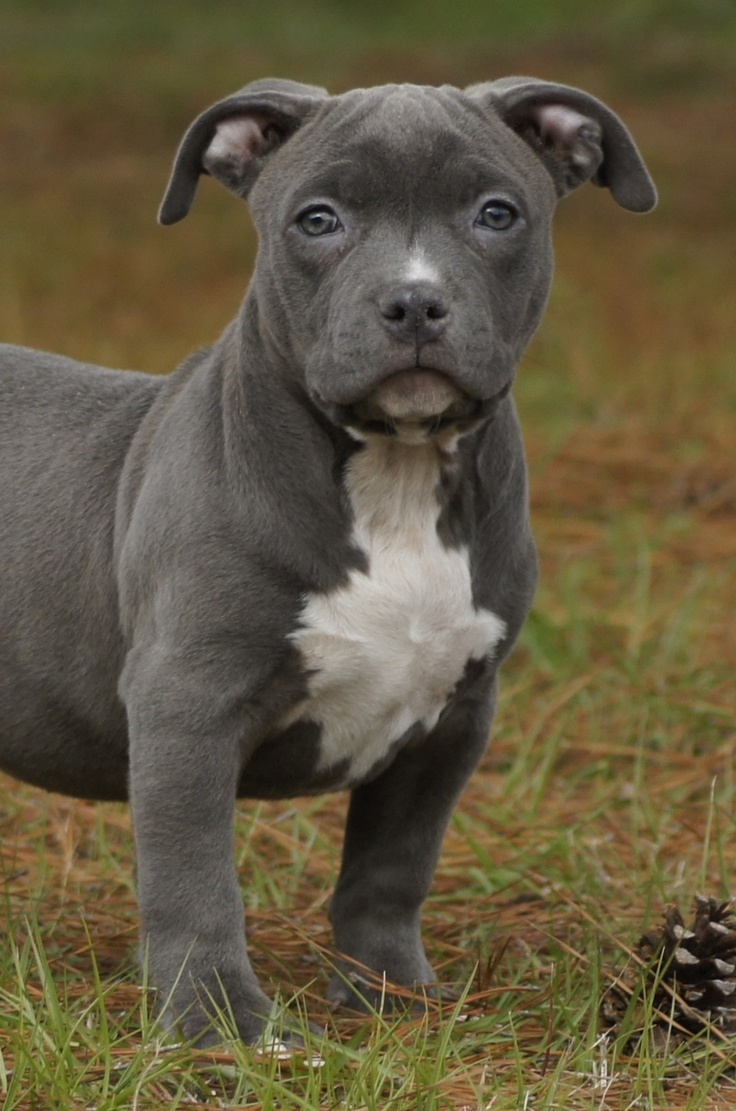 Babypitbull Wallpapers