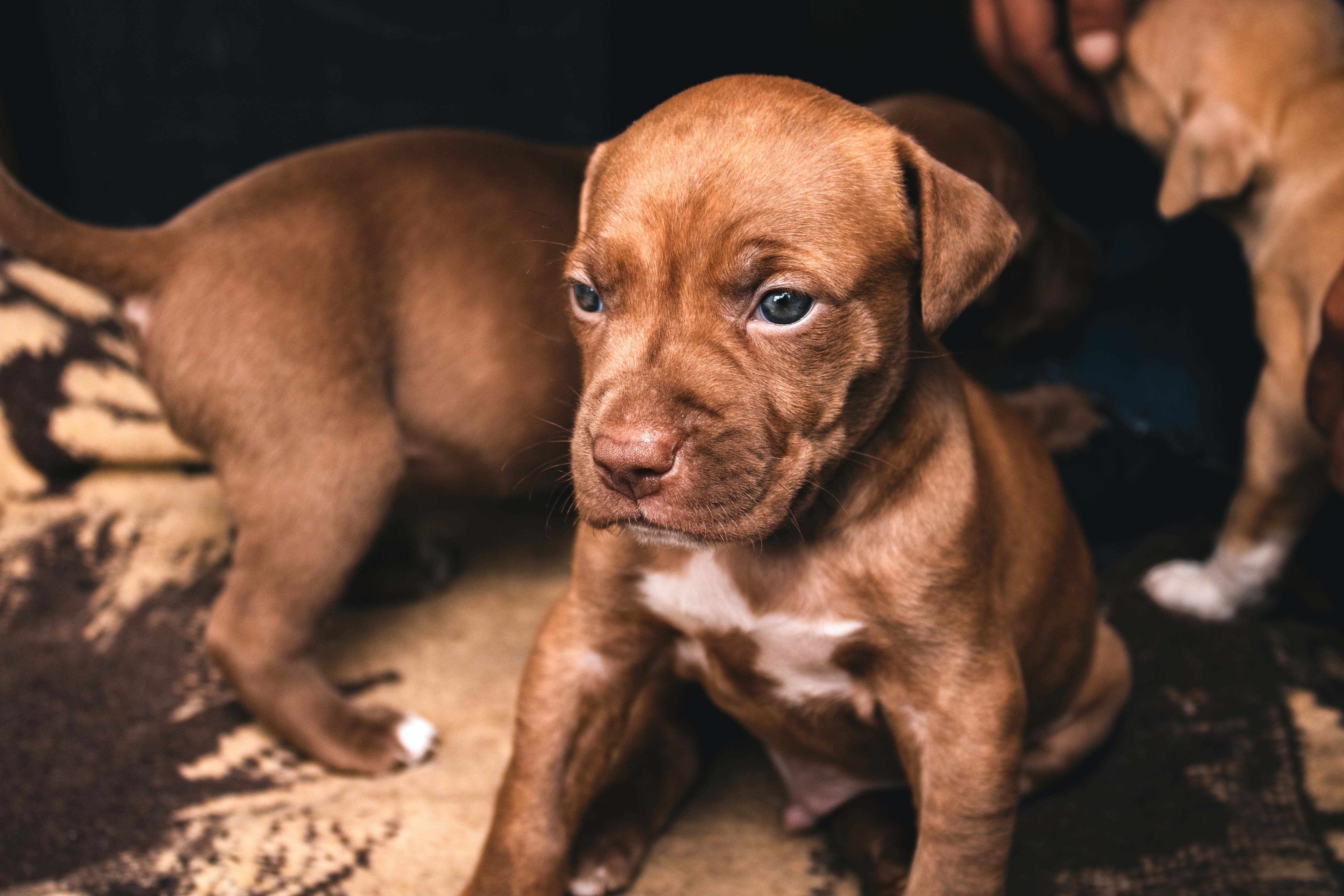 Babypitbull Wallpapers