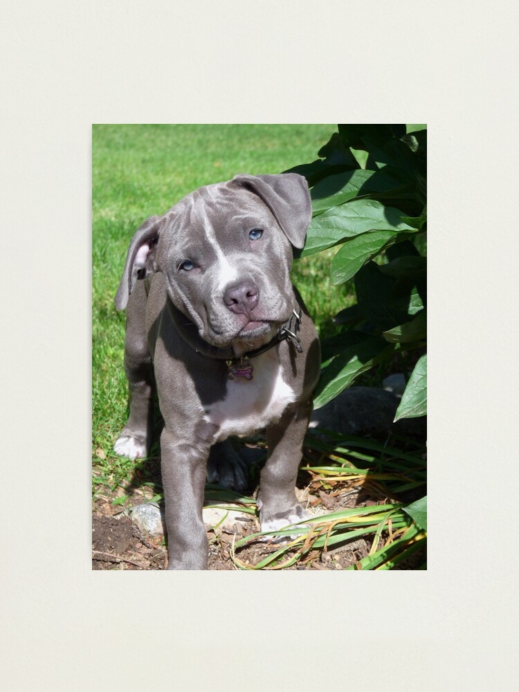 Babypitbull Wallpapers