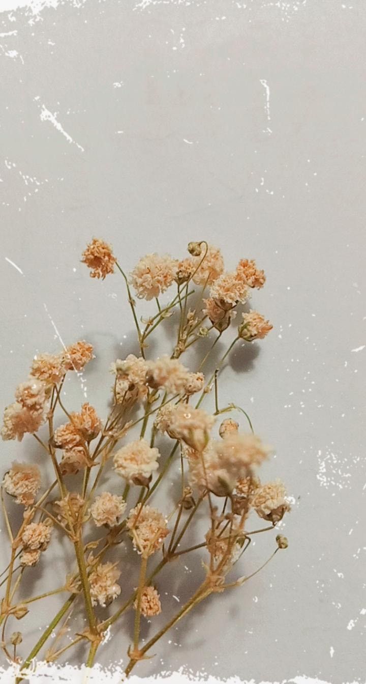 Baby'S Breath Wallpapers