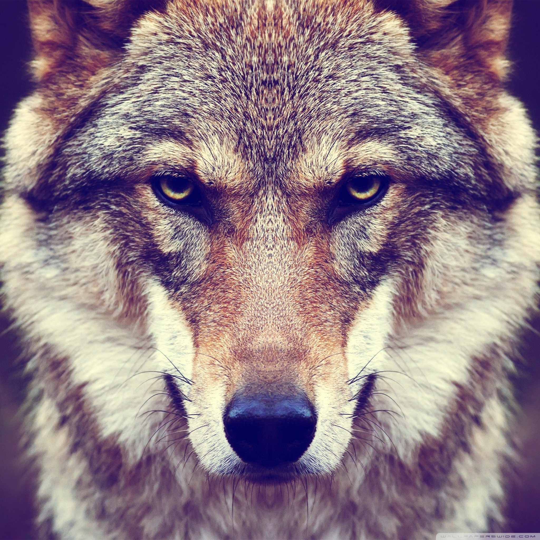 Bad Wolf Wallpapers