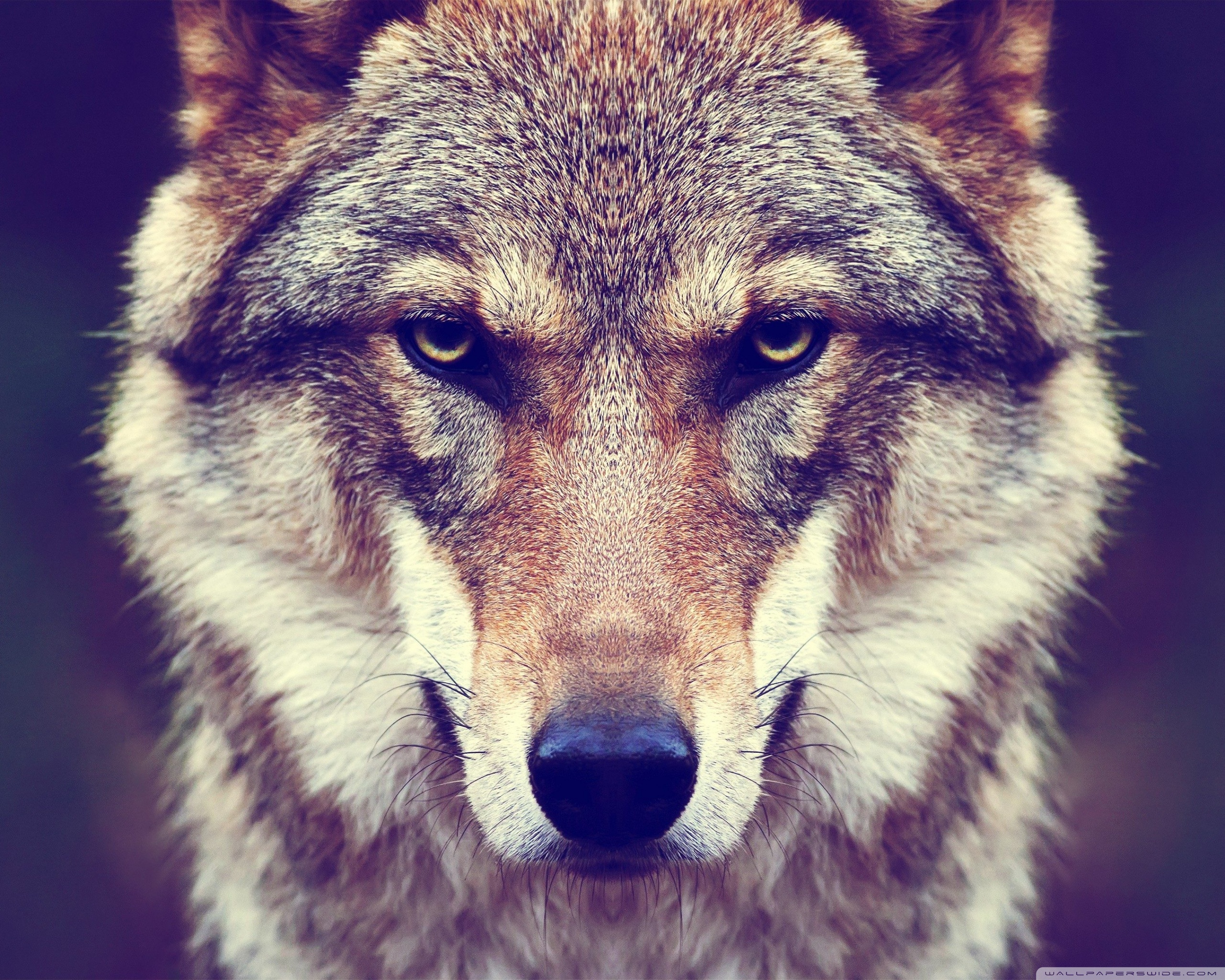 Bad Wolf Wallpapers