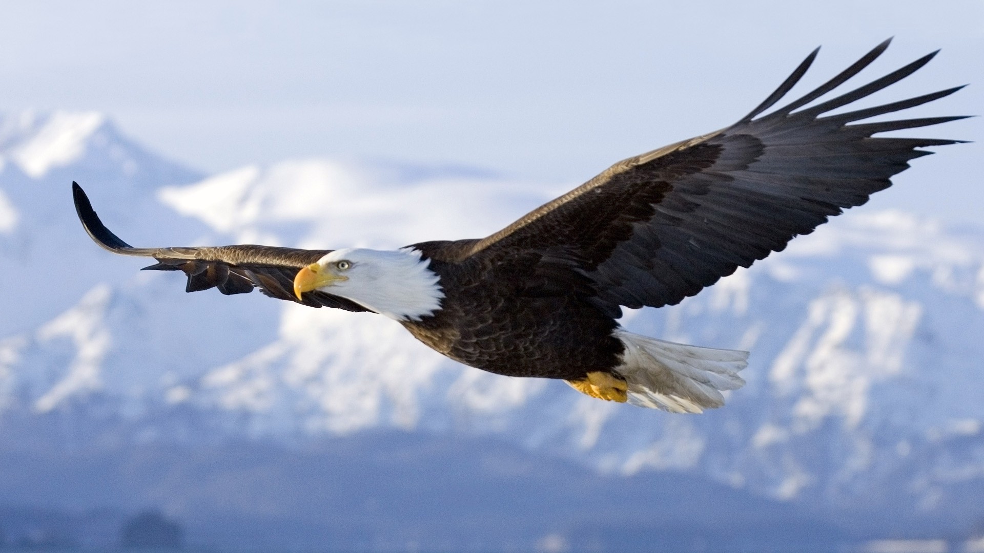 Bald Eagles Wallpapers