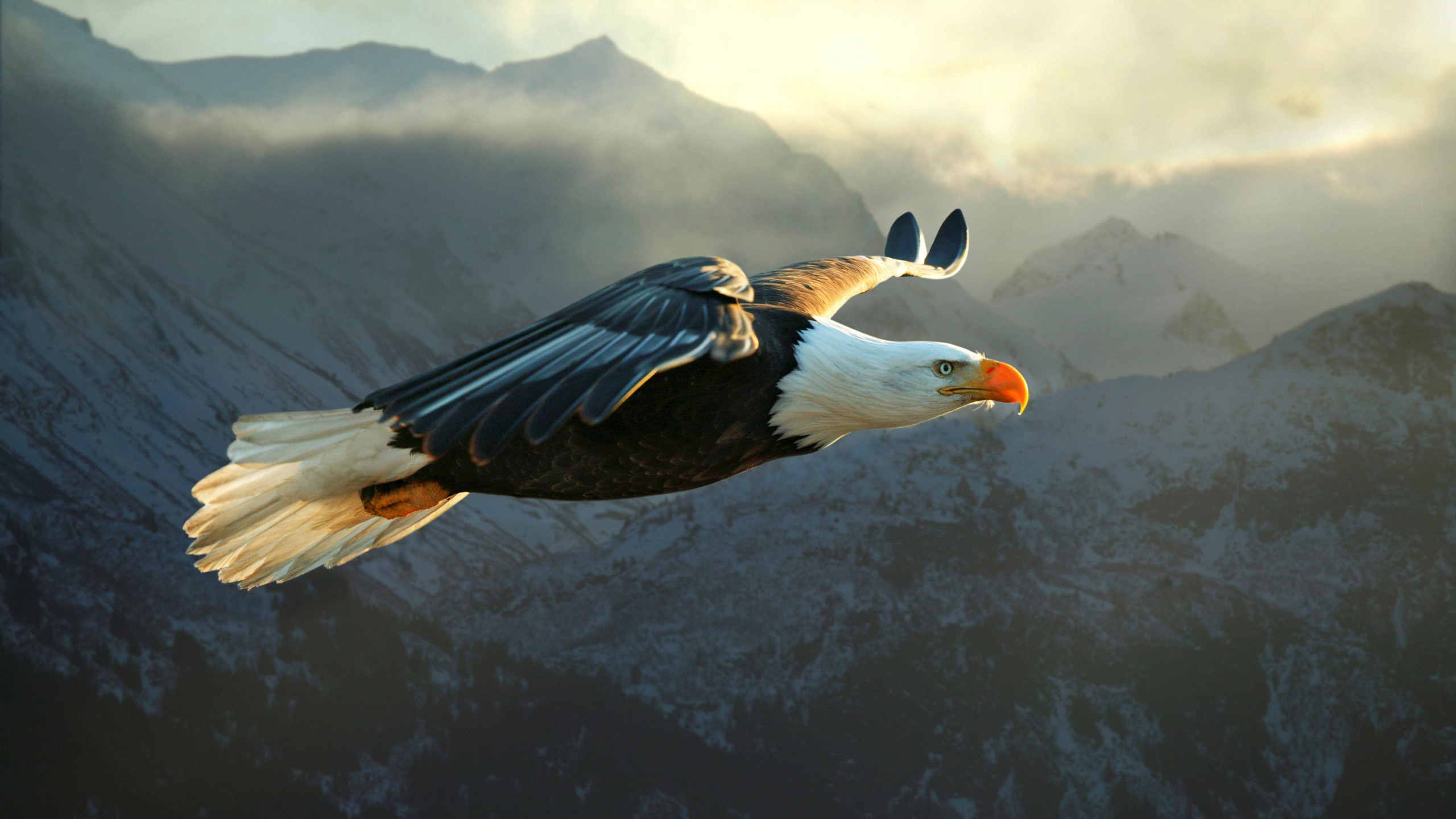 Bald Eagles Wallpapers