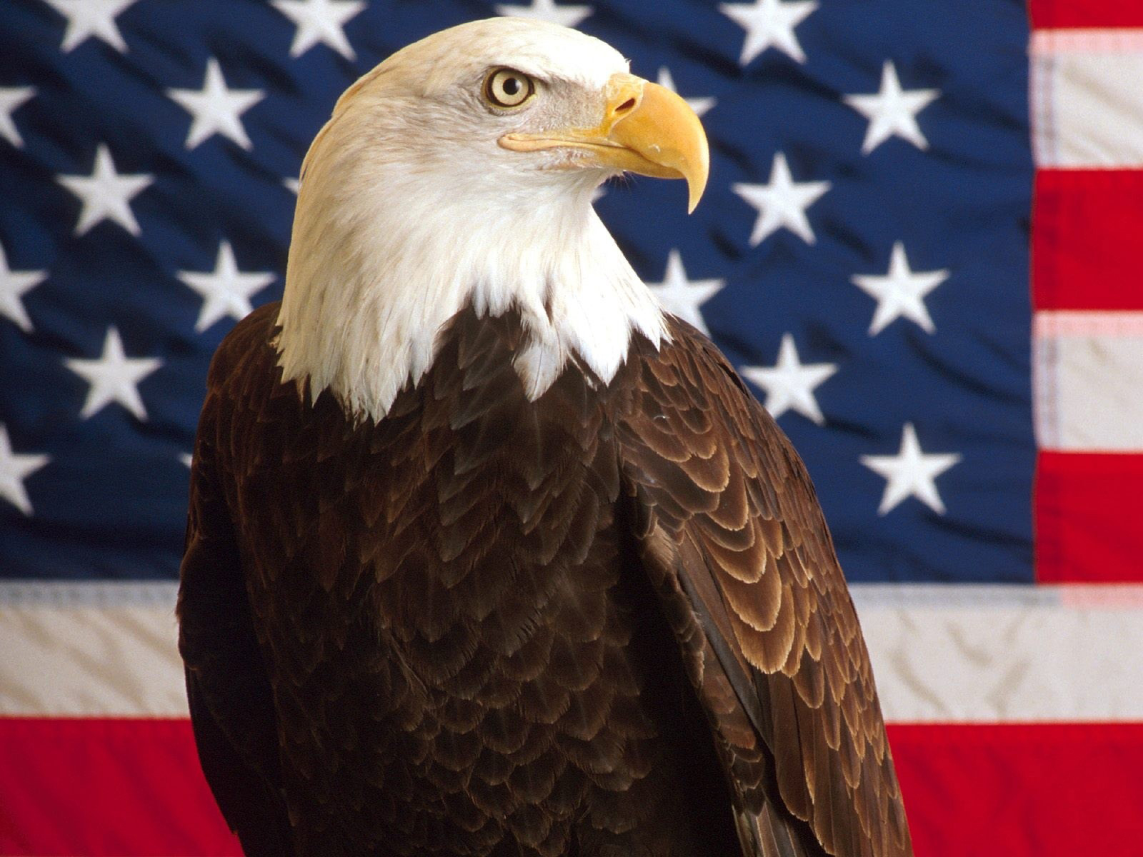 Bald Eagles Wallpapers