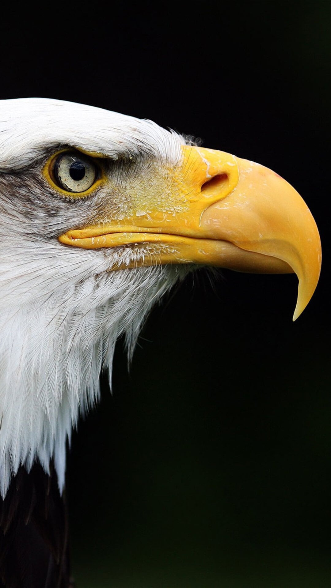 Bald Eagles Wallpapers