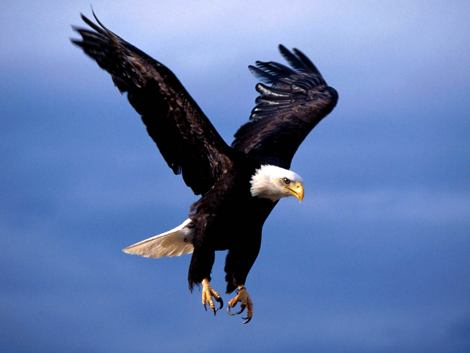 Bald Eagles Wallpapers