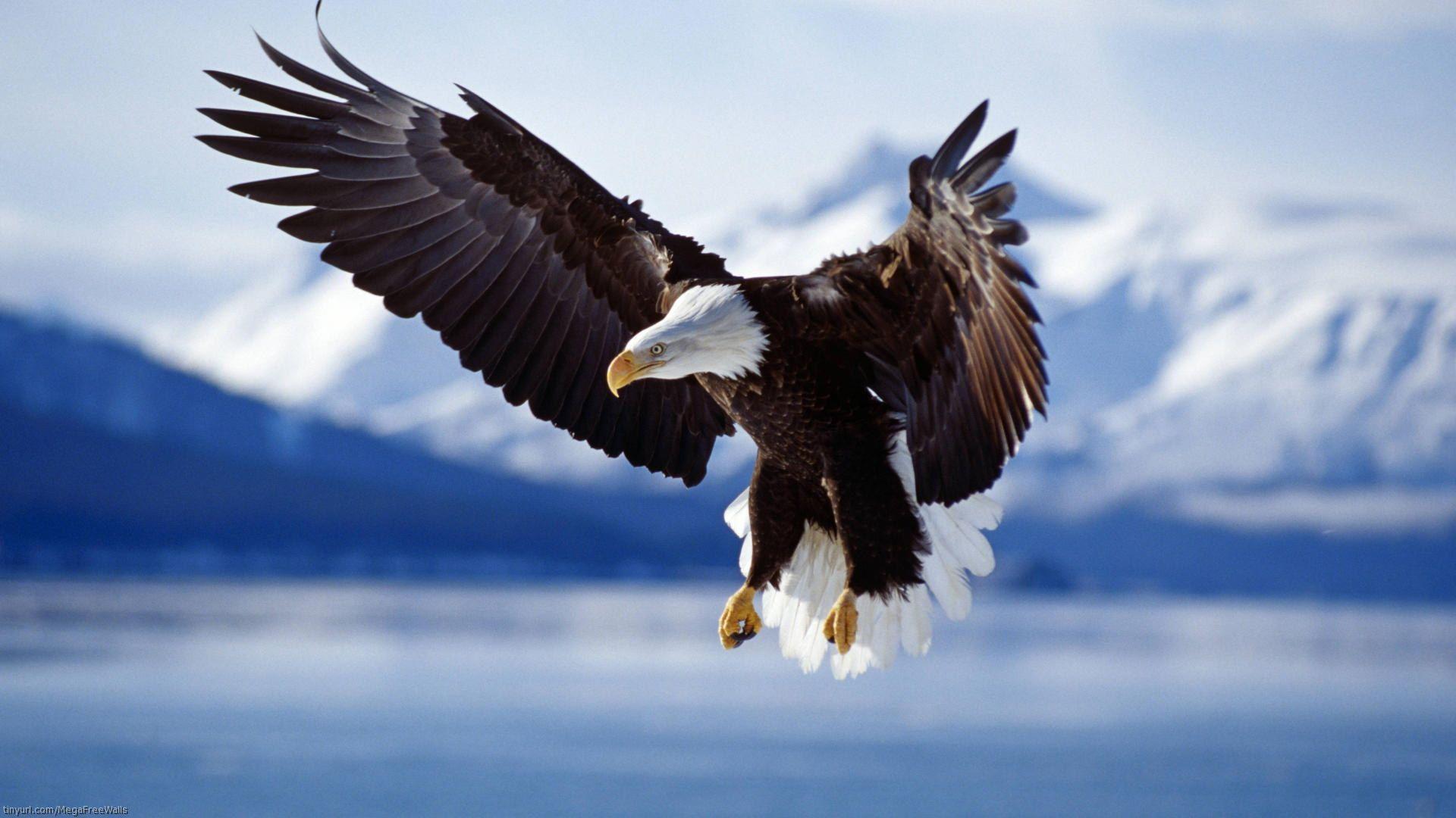 Bald Eagles Wallpapers