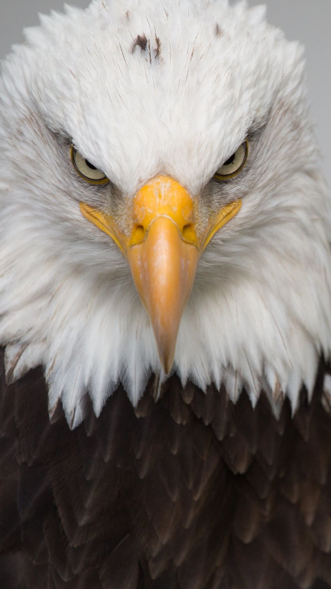 Bald Eagles Wallpapers