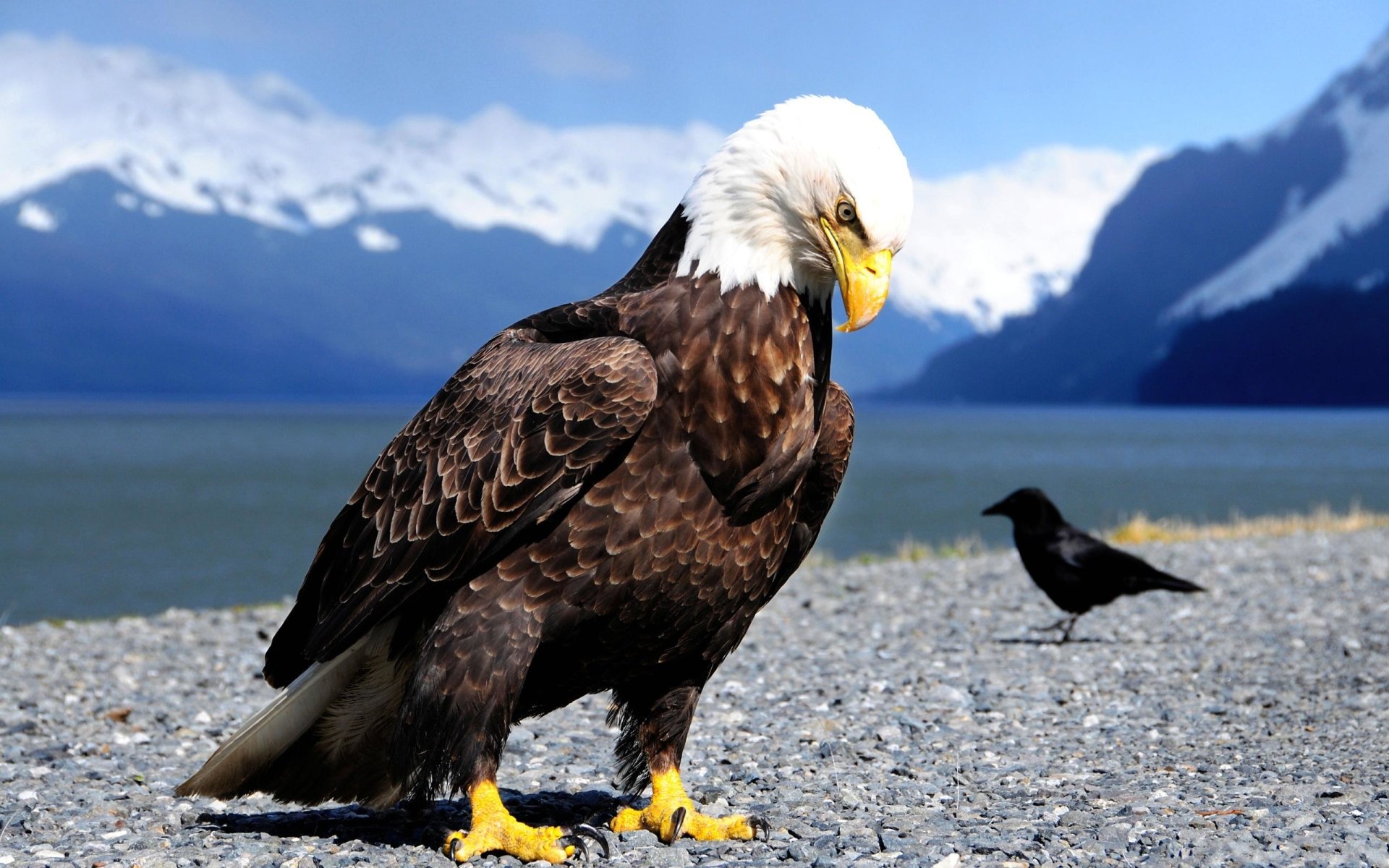 Bald Eagles Wallpapers