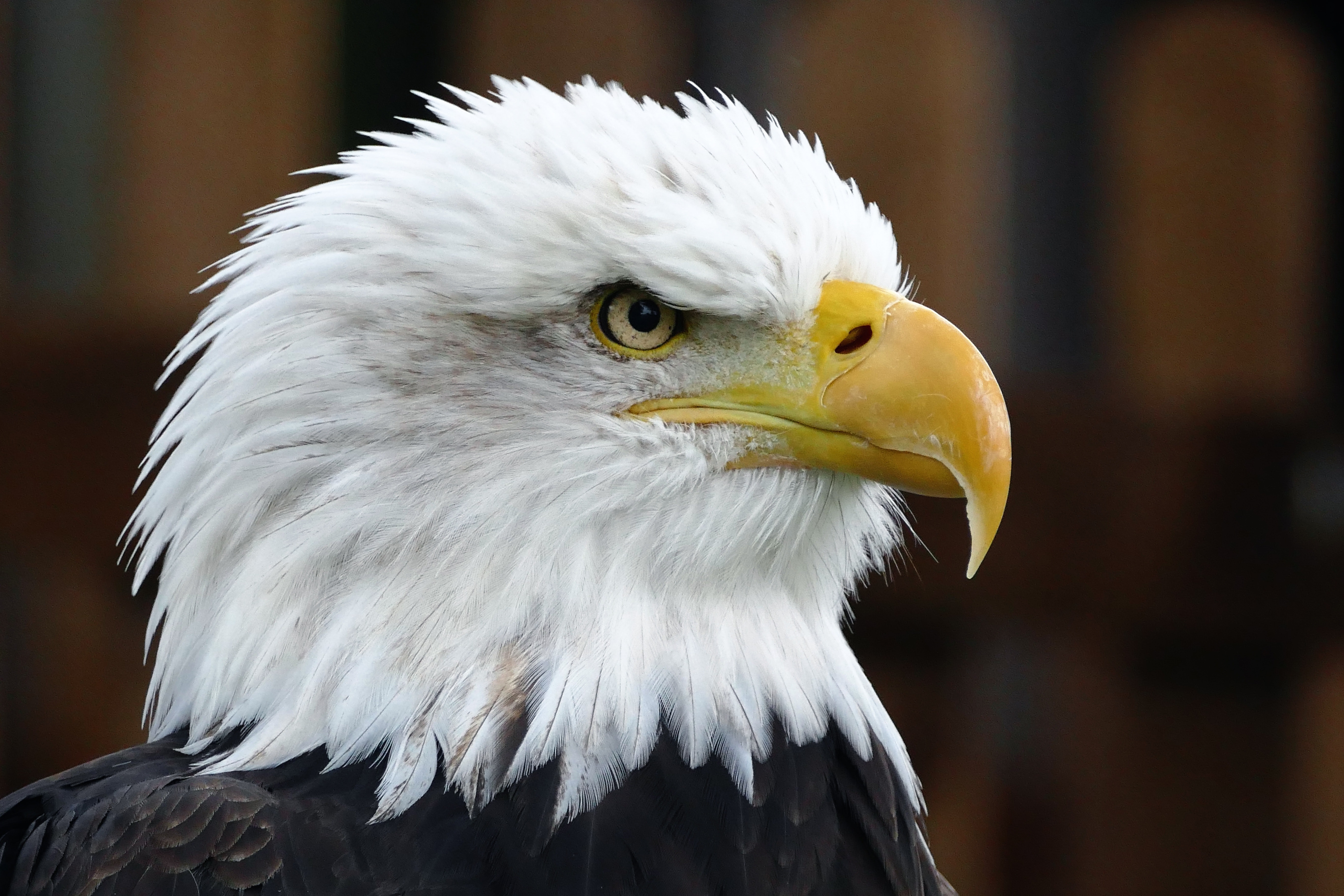 Bald Eagles Wallpapers