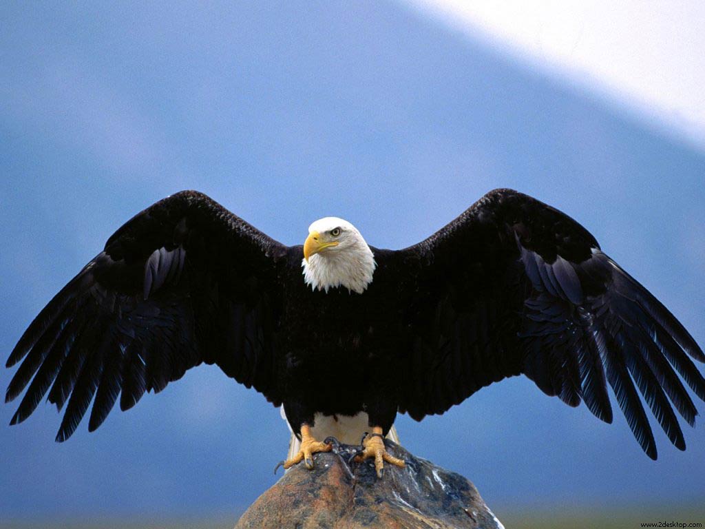 Bald Eagles Wallpapers