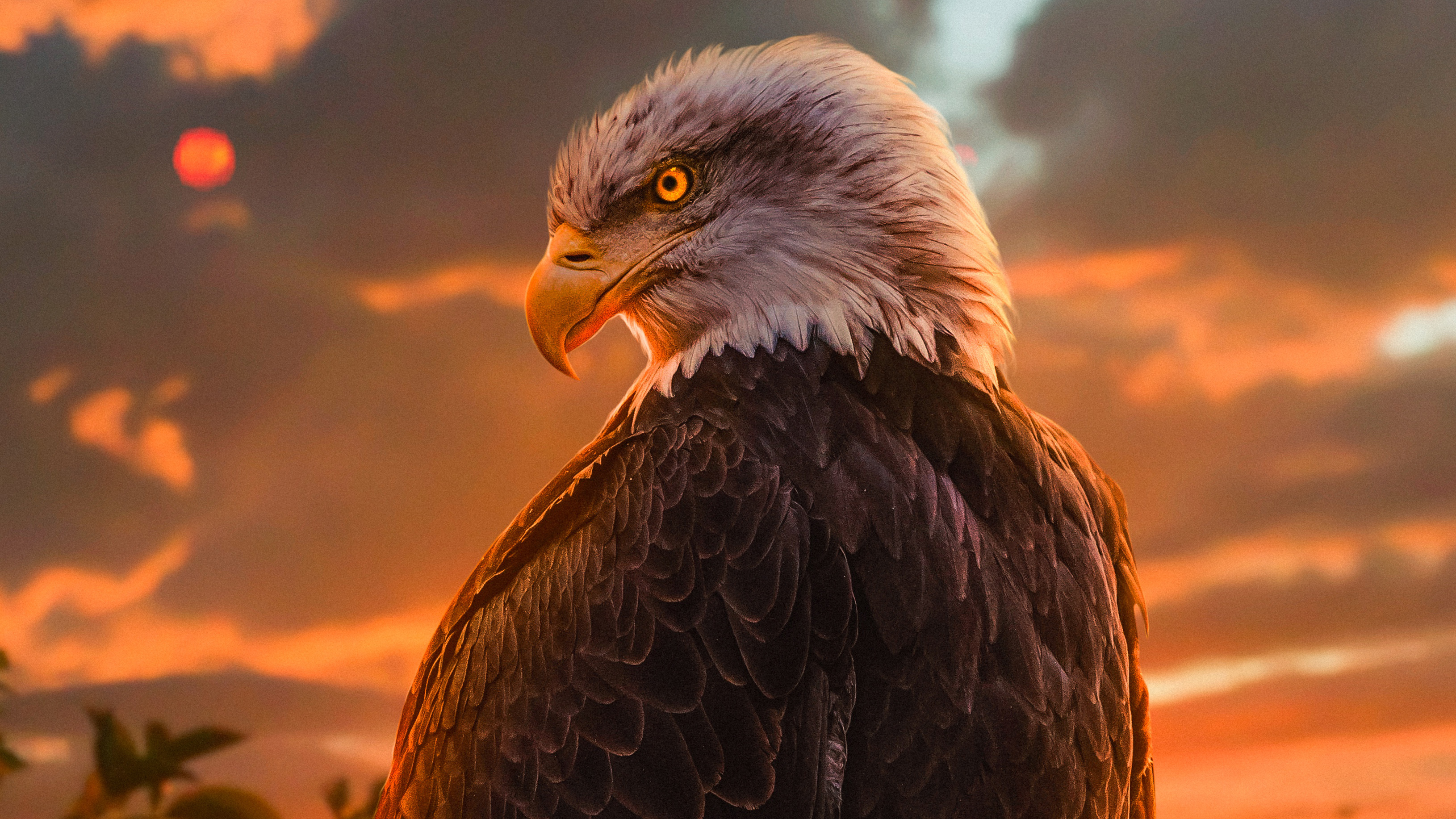 Bald Eagles Wallpapers