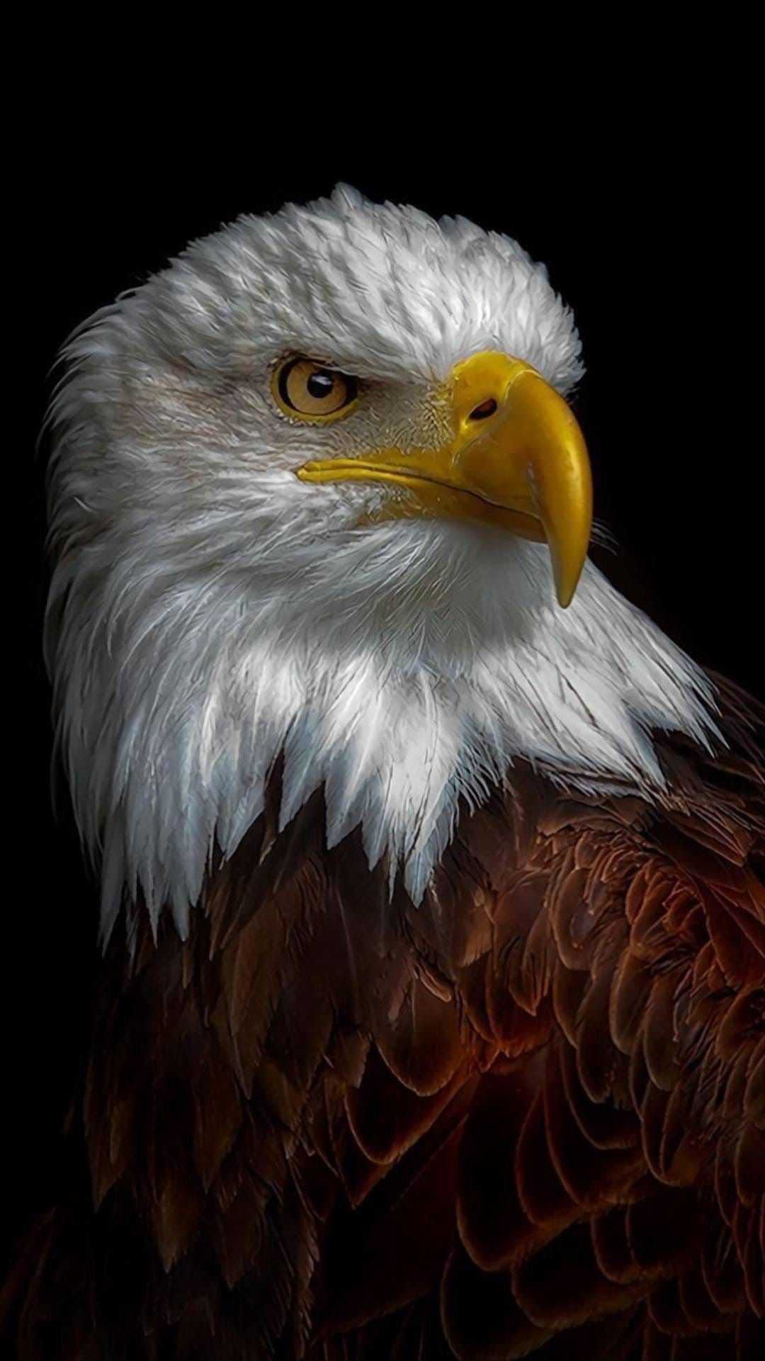 Bald Eagles Wallpapers