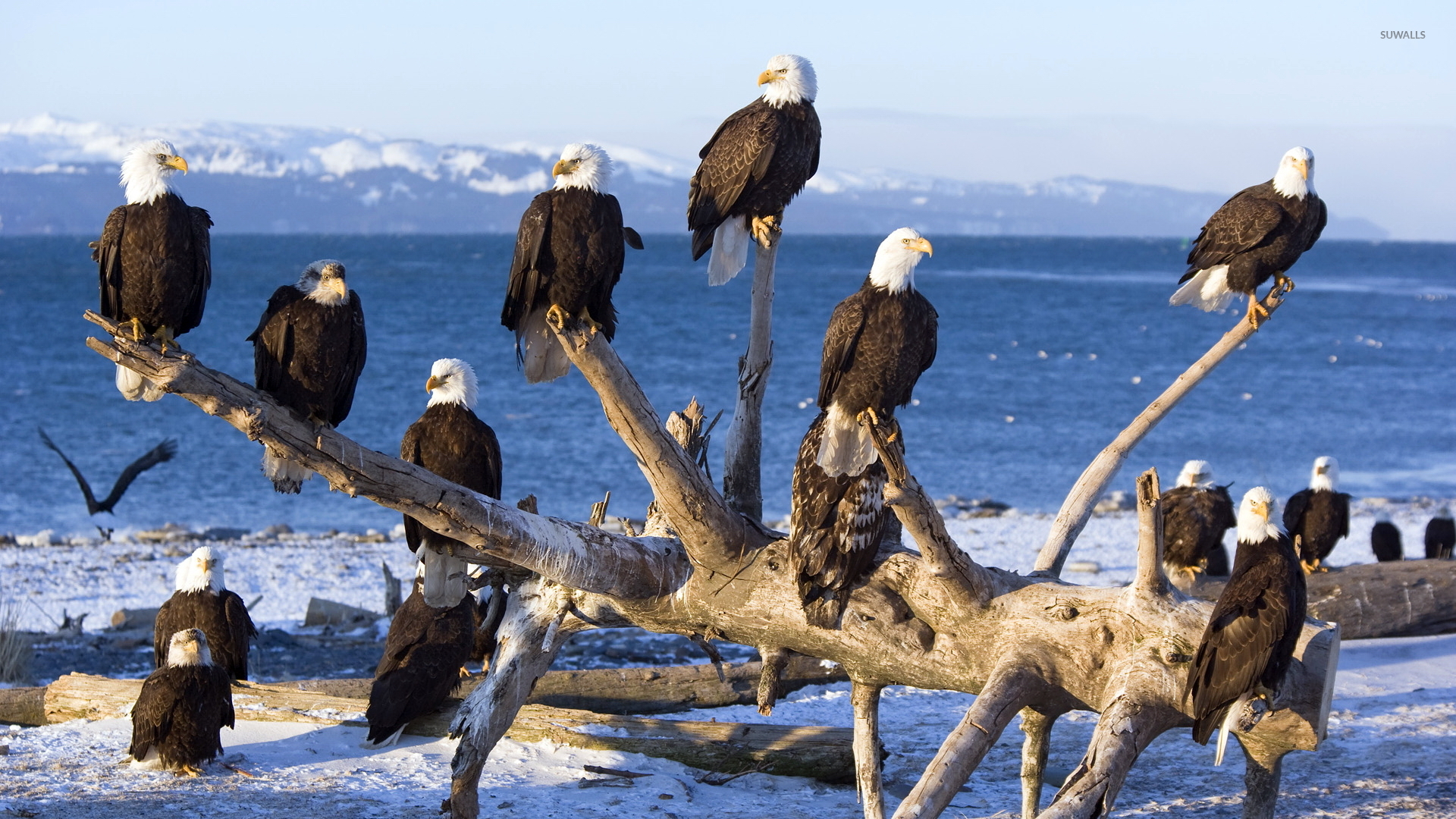 Bald Eagles Wallpapers