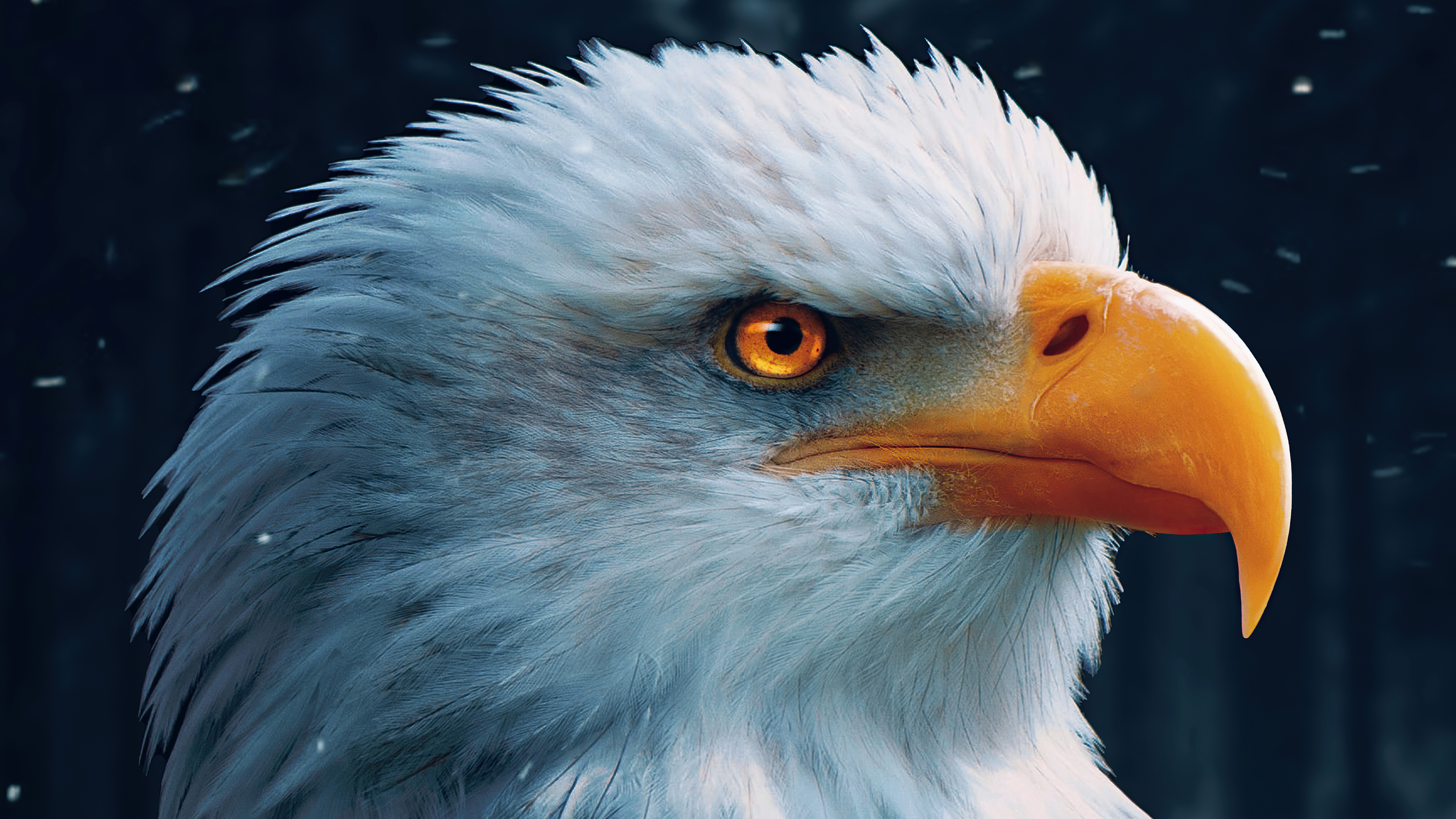 Bald Eagles Wallpapers