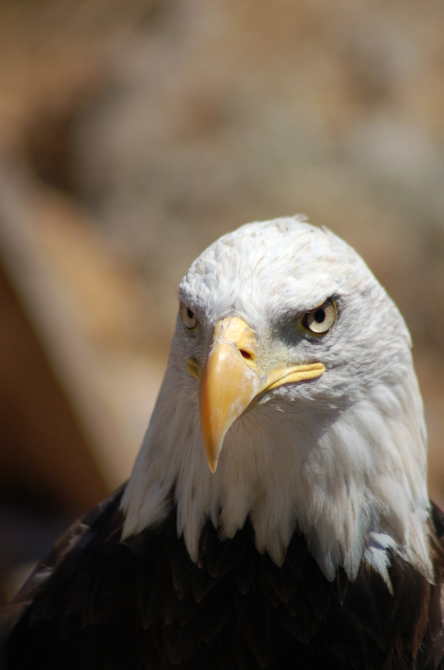 Bald Eagles Wallpapers