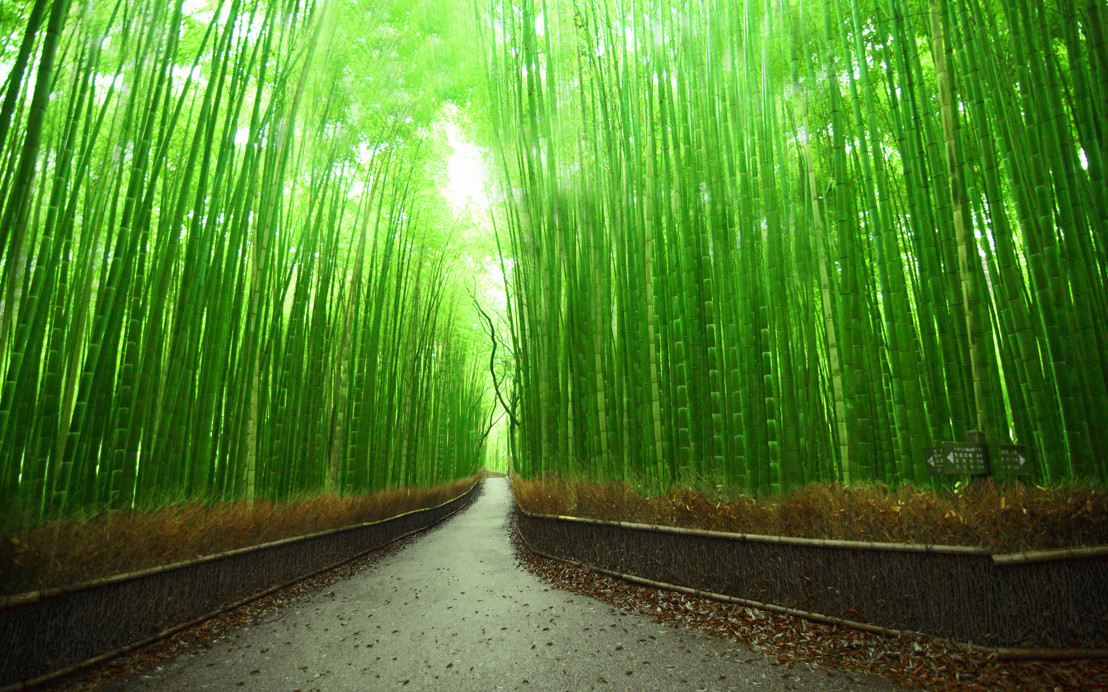 Bamboo Forest Wallpapers