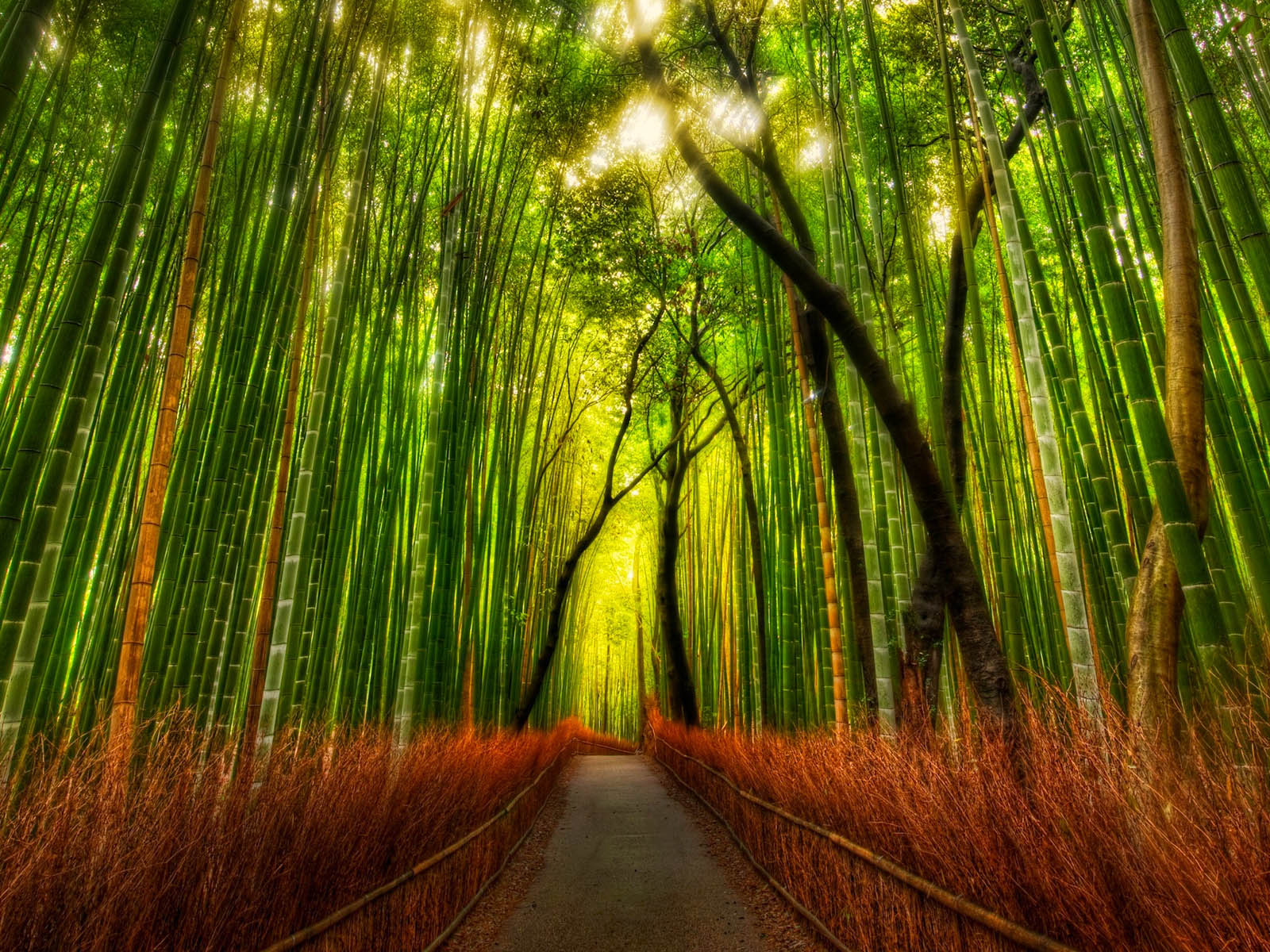 Bamboo Forest Wallpapers