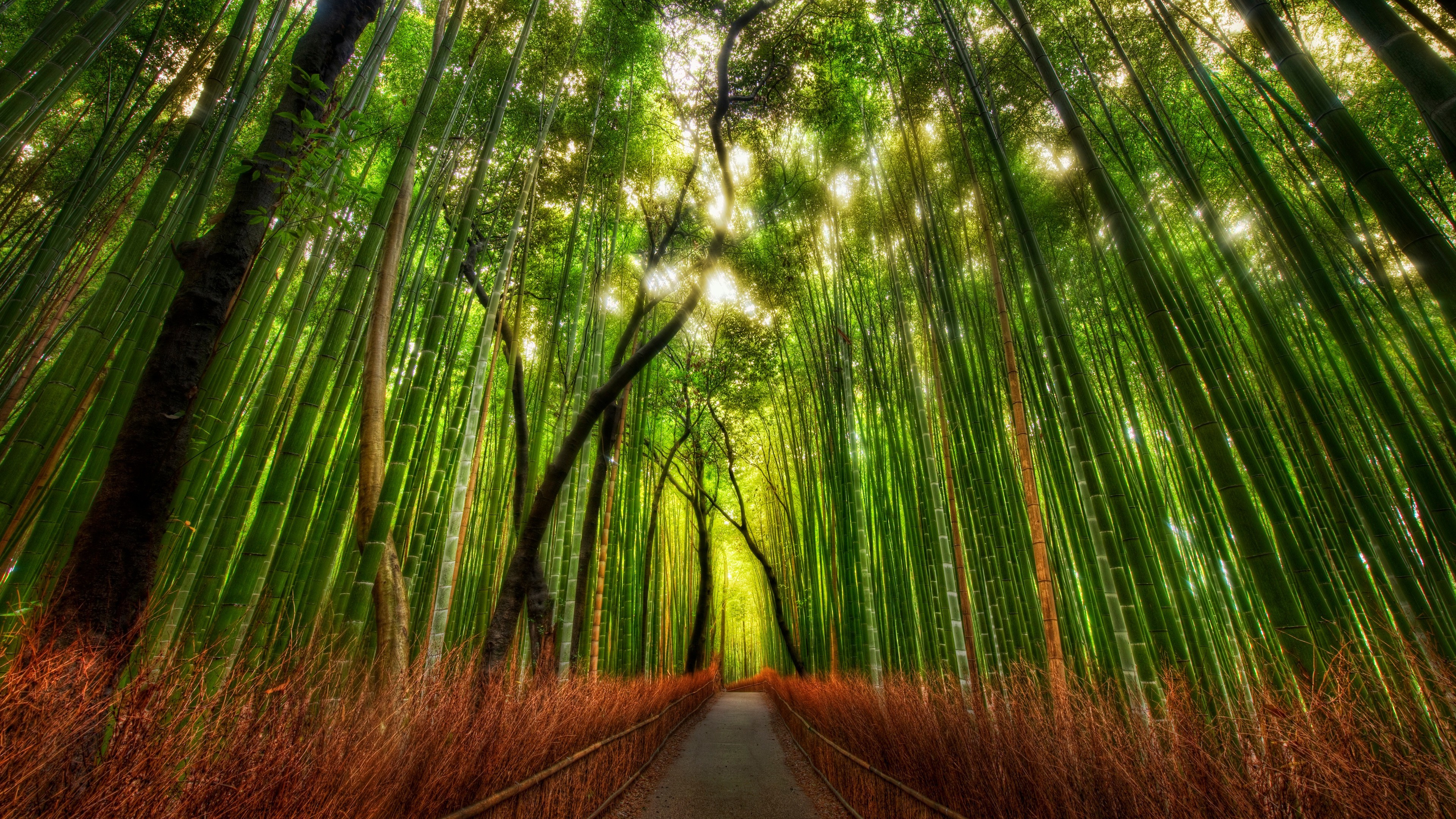 Bamboo Forest Wallpapers