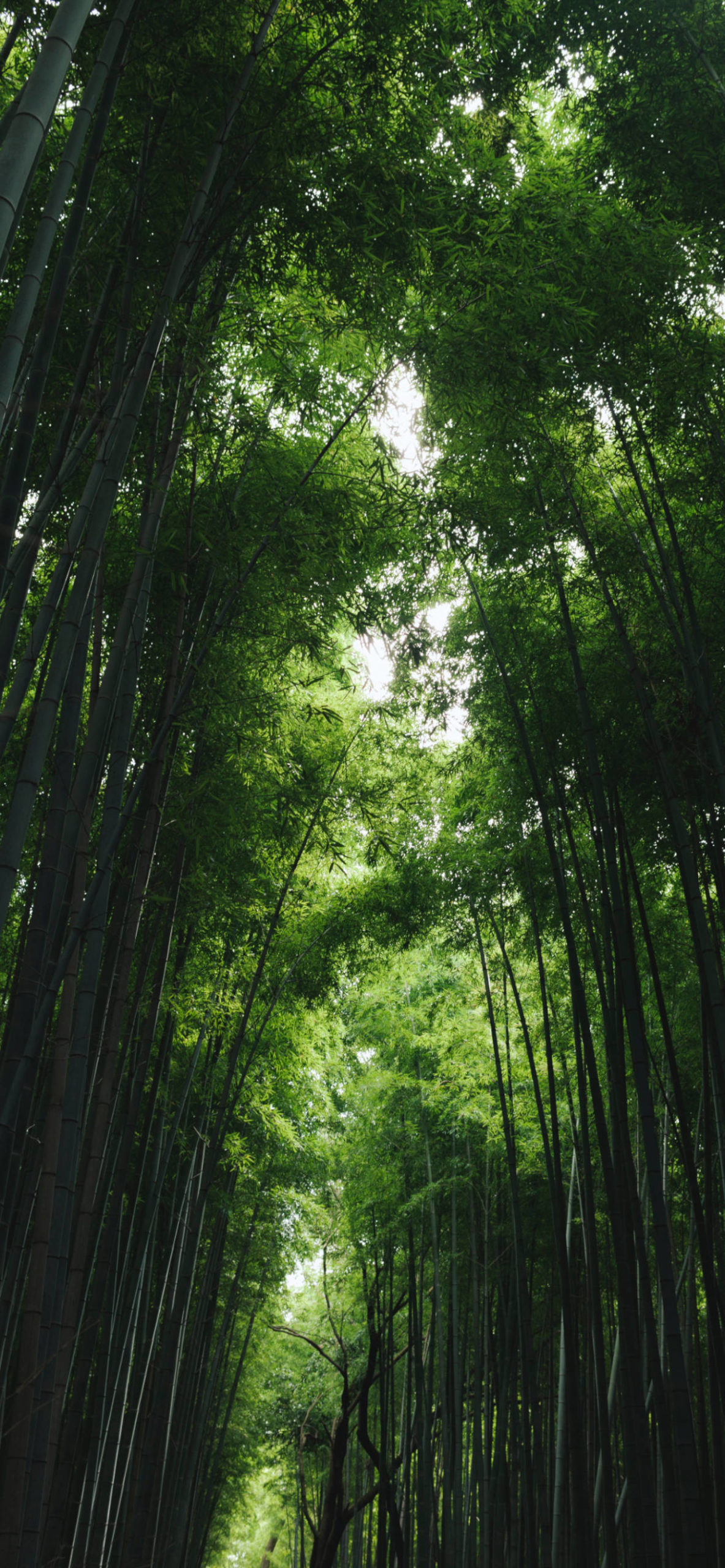 Bamboo Forest Wallpapers