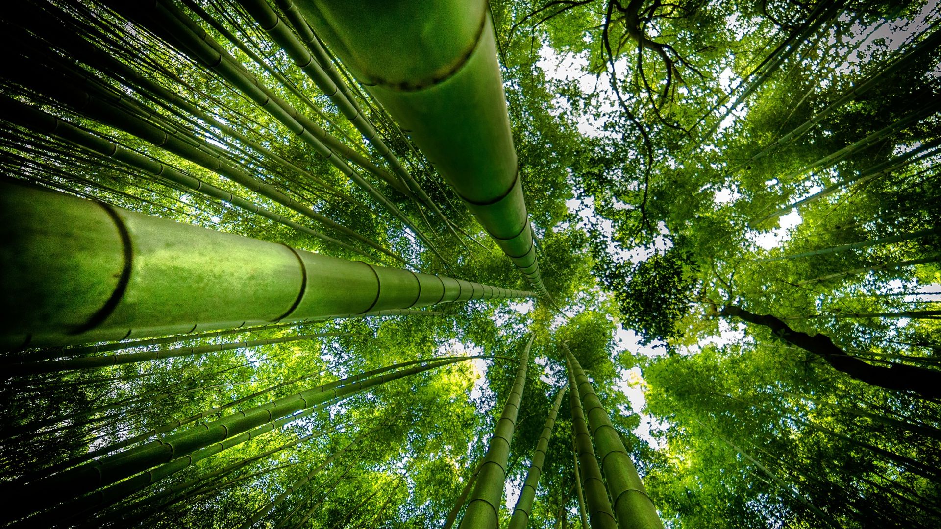 Bamboo Forest Wallpapers