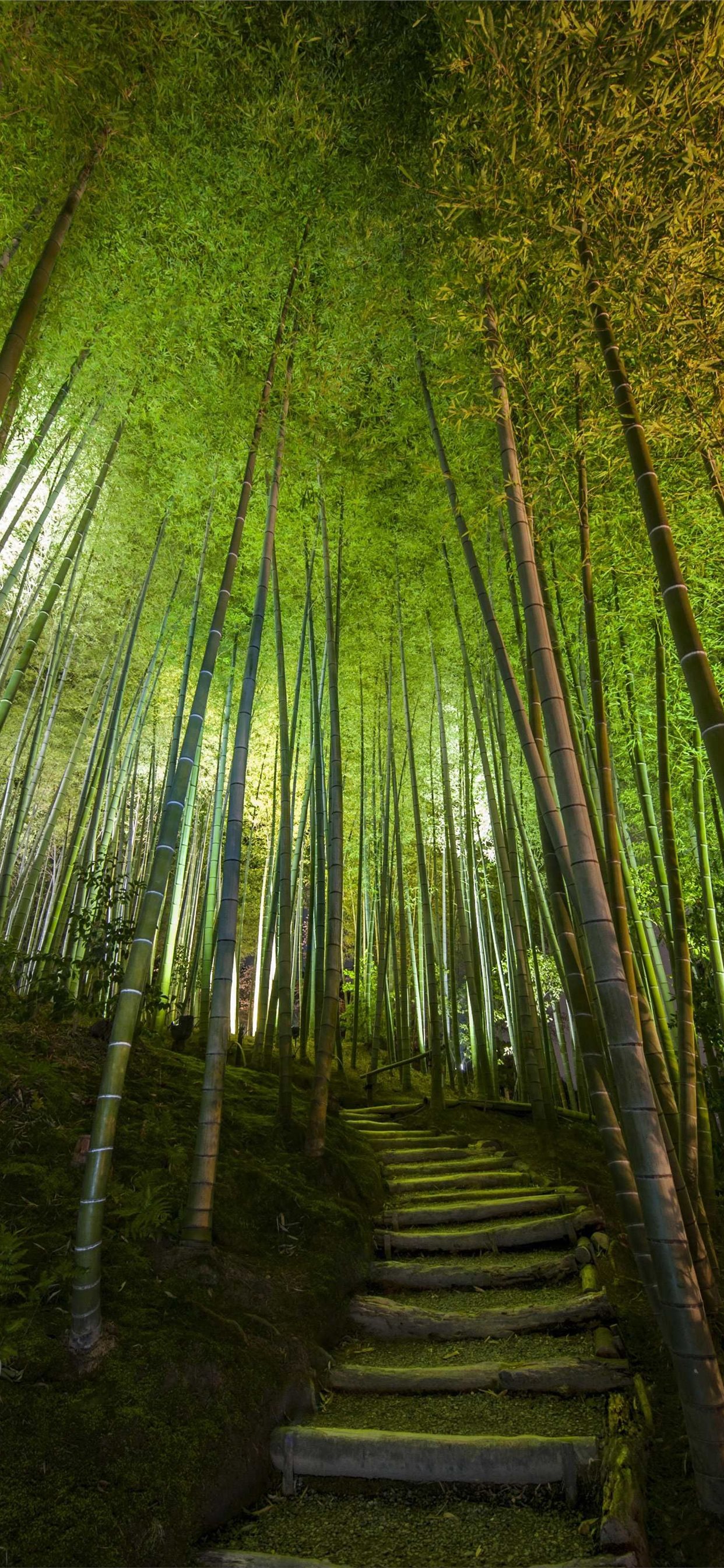 Bamboo Forest Wallpapers