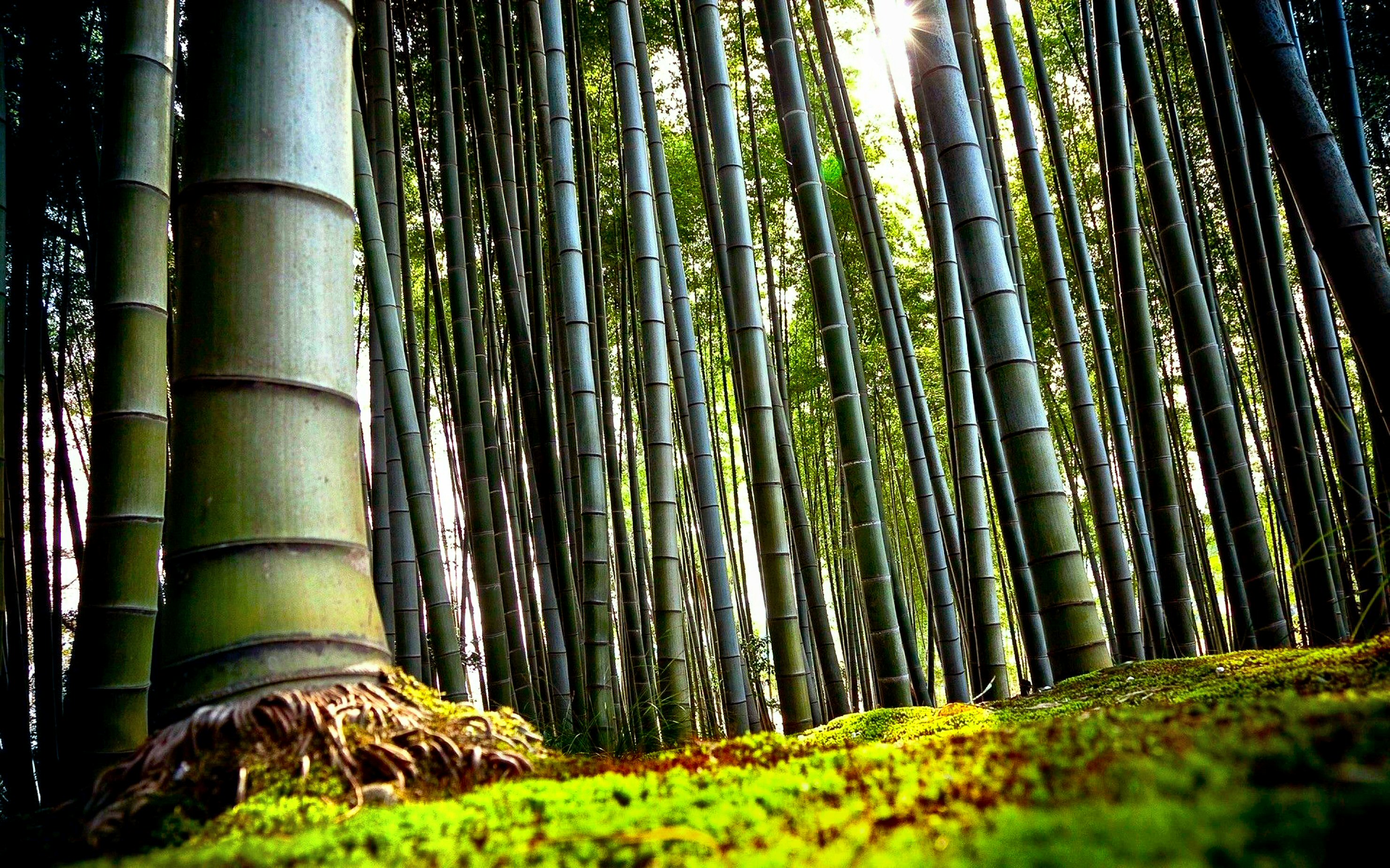 Bamboo Forest Wallpapers