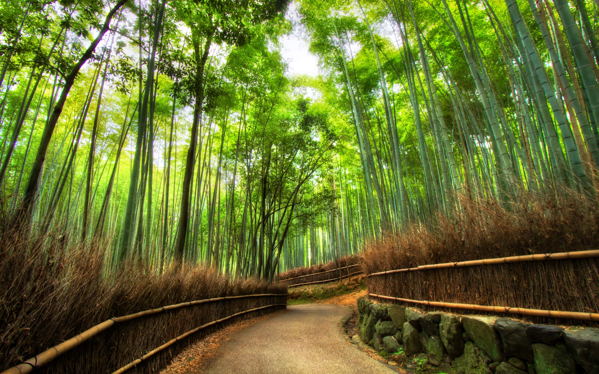 Bamboo Forest Wallpapers