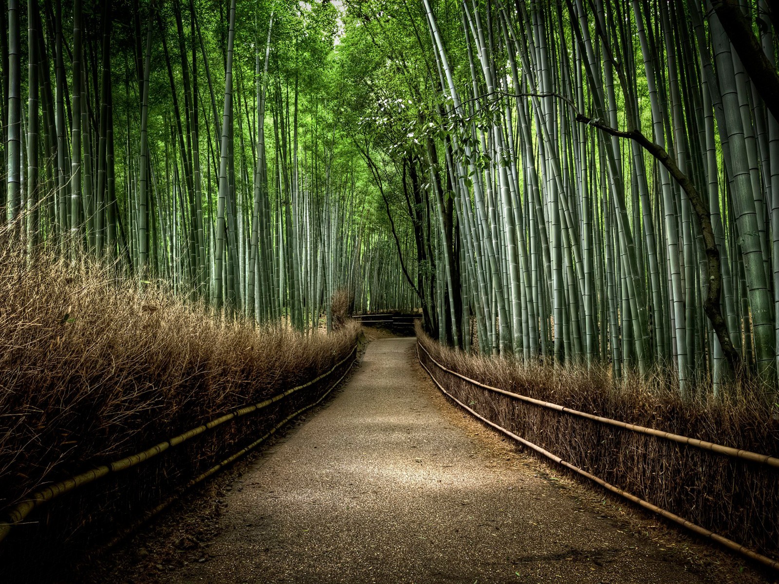 Bamboo Forest Wallpapers