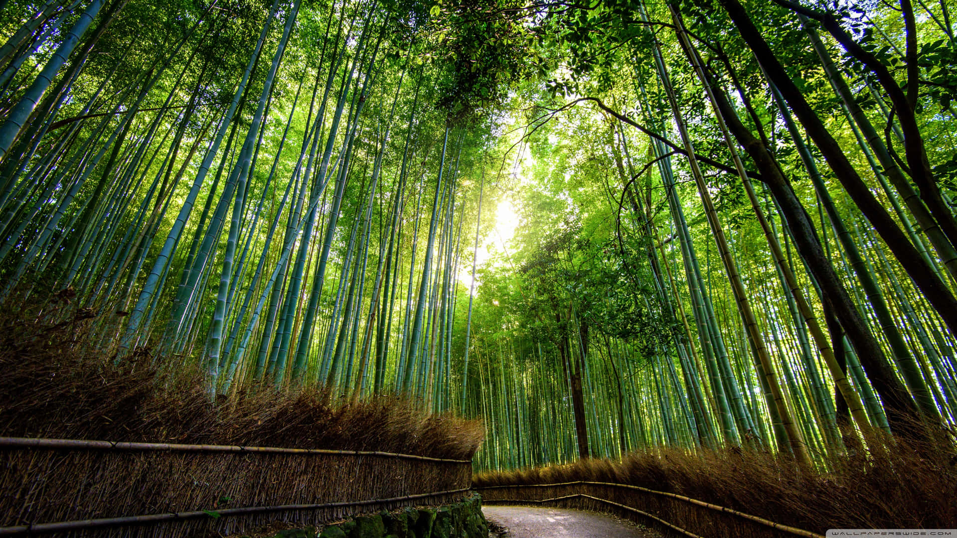 Bamboo Forest Wallpapers