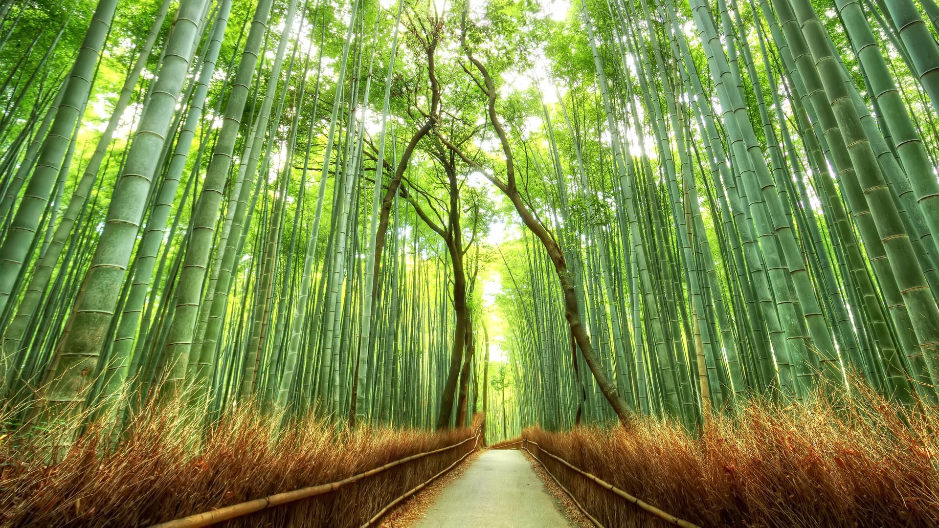 Bamboo Forest Wallpapers