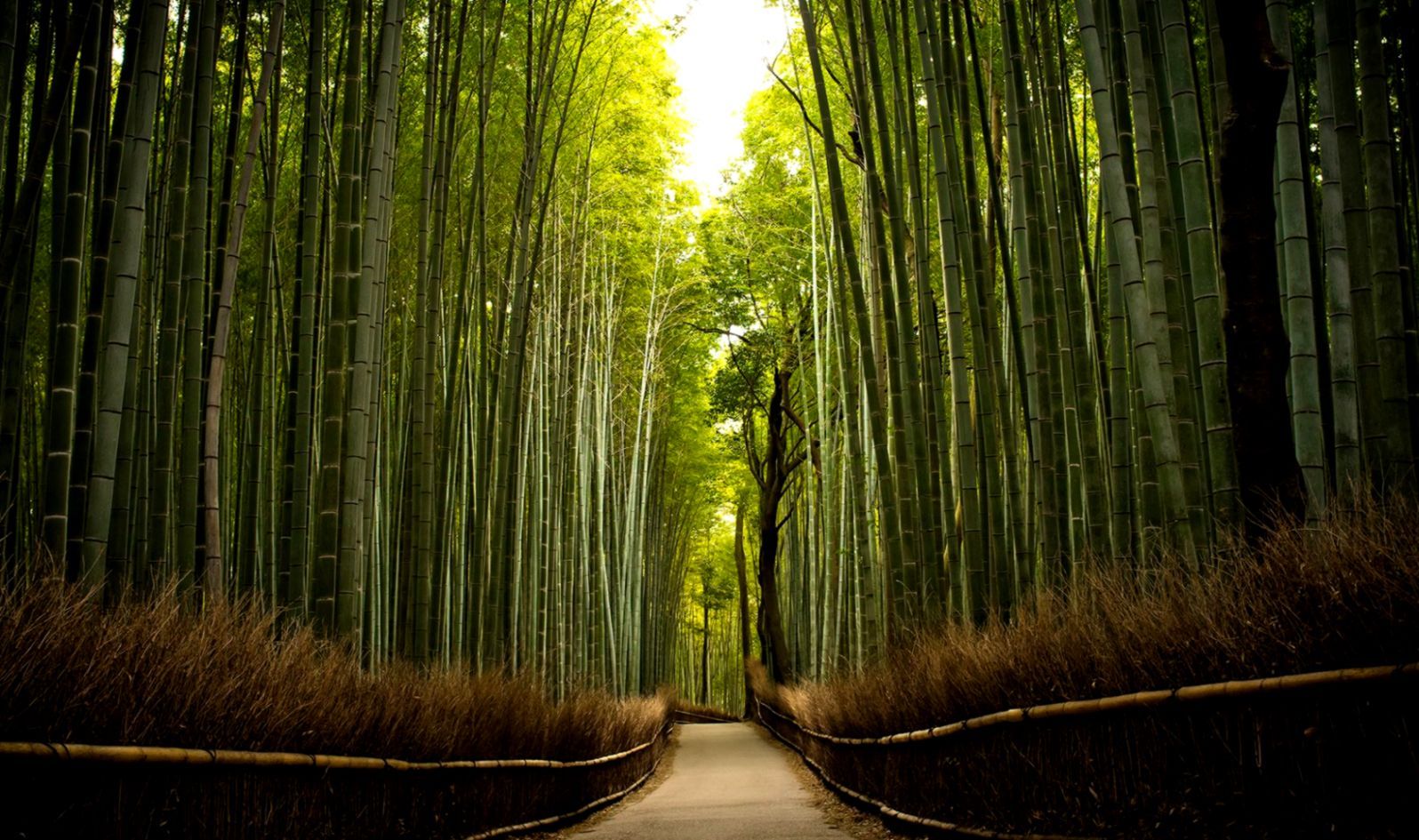 Bamboo Forest Wallpapers