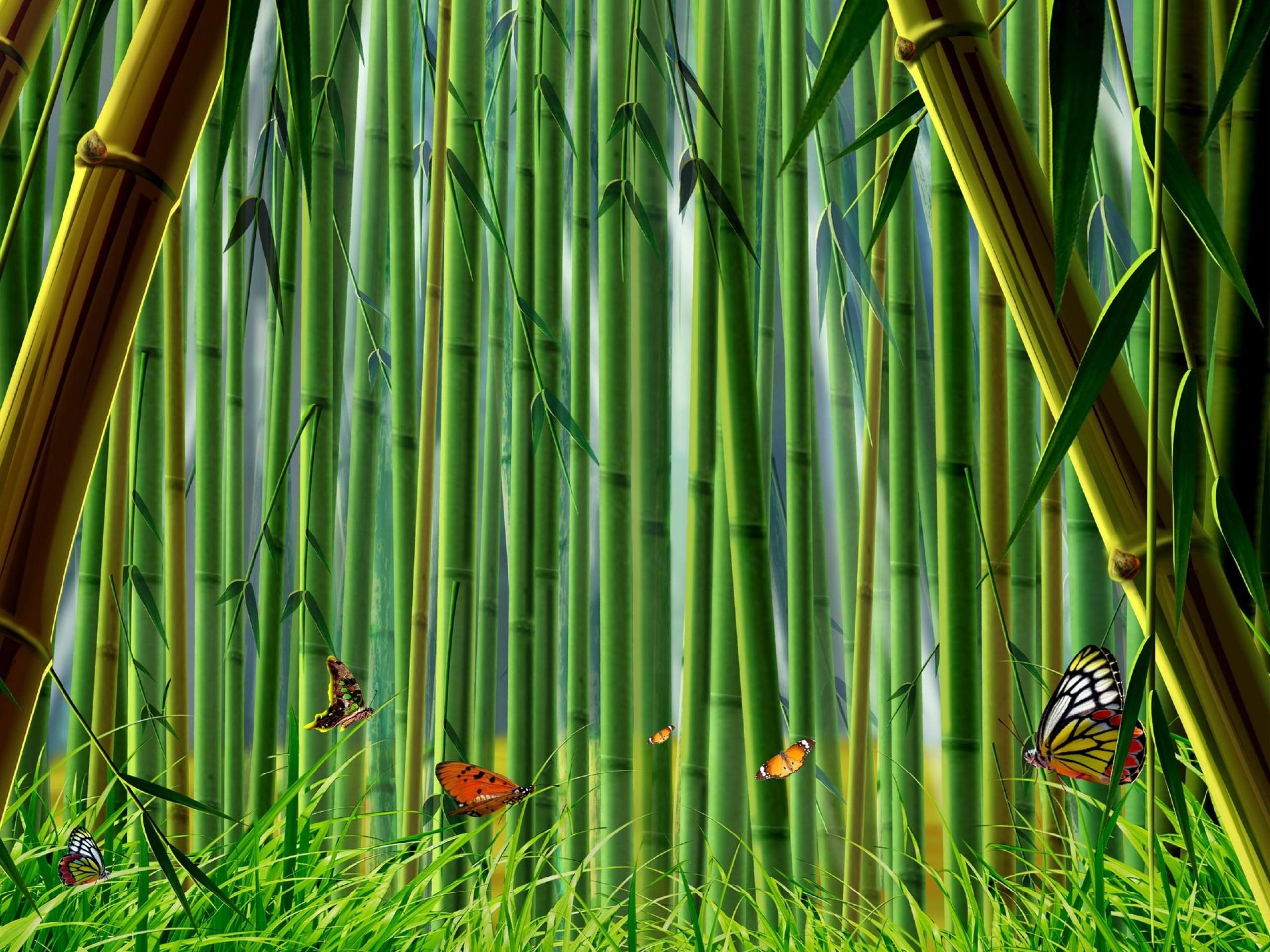 Bamboo Forest Wallpapers