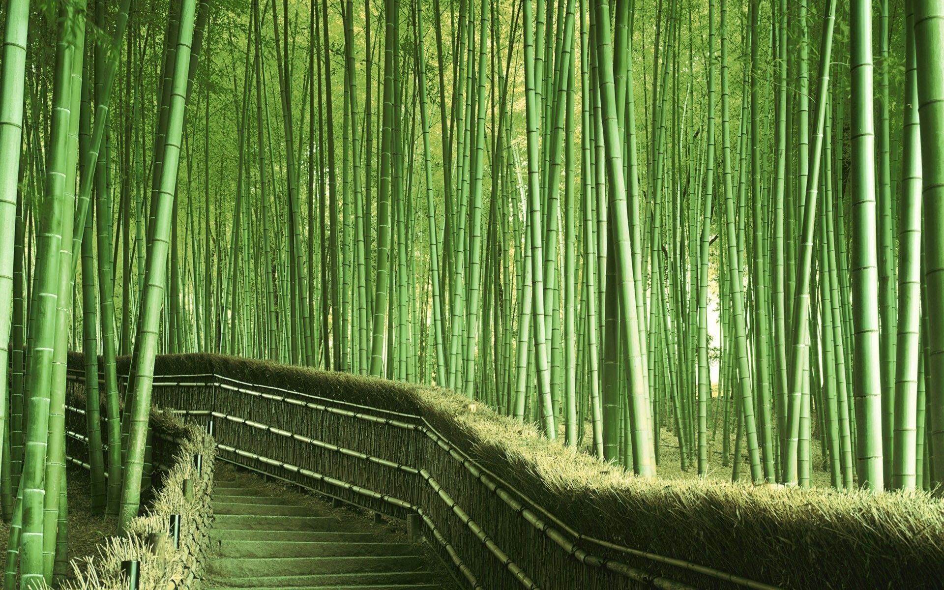 Bamboo Forest Wallpapers