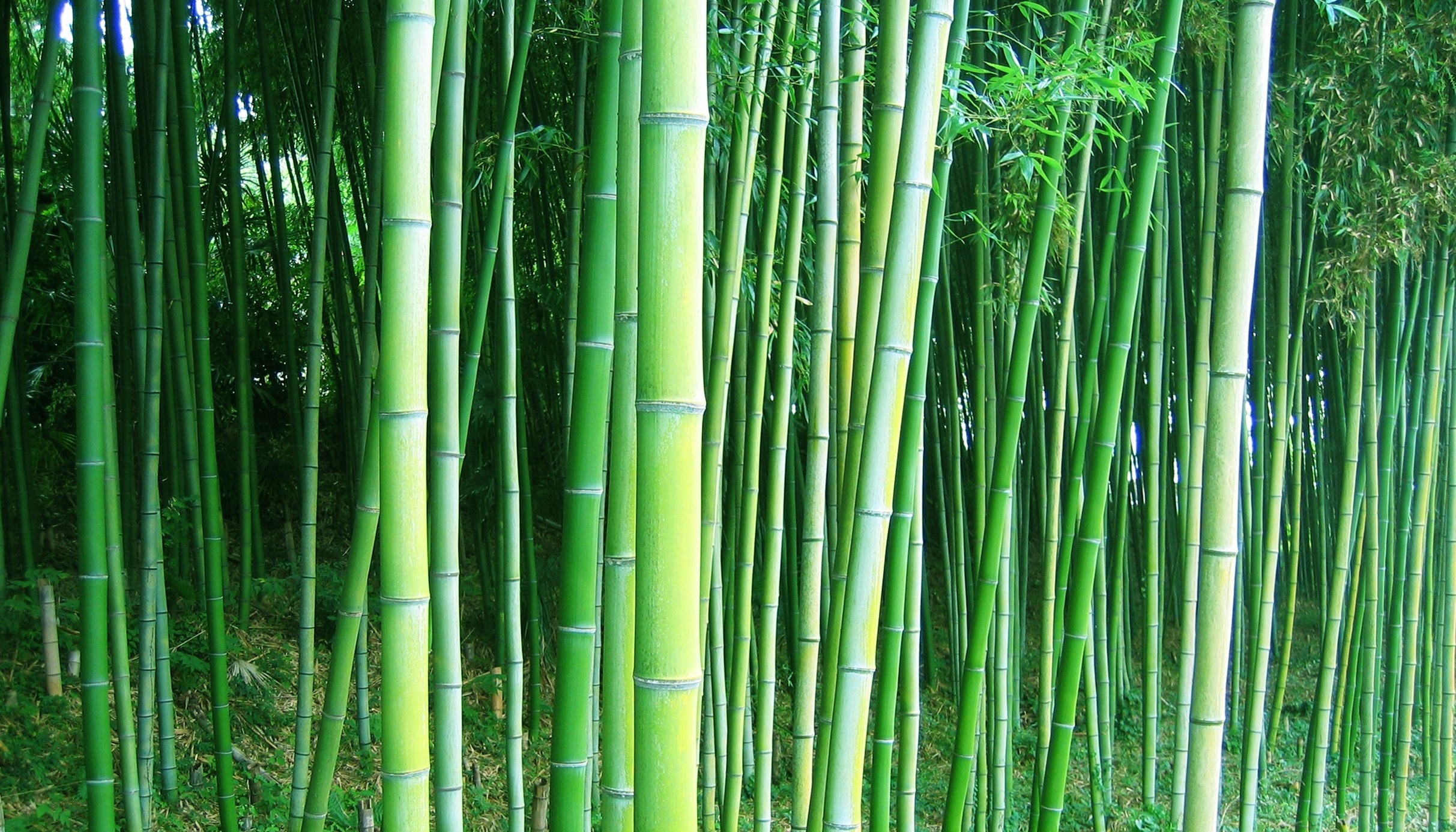 Bamboo Forest Wallpapers