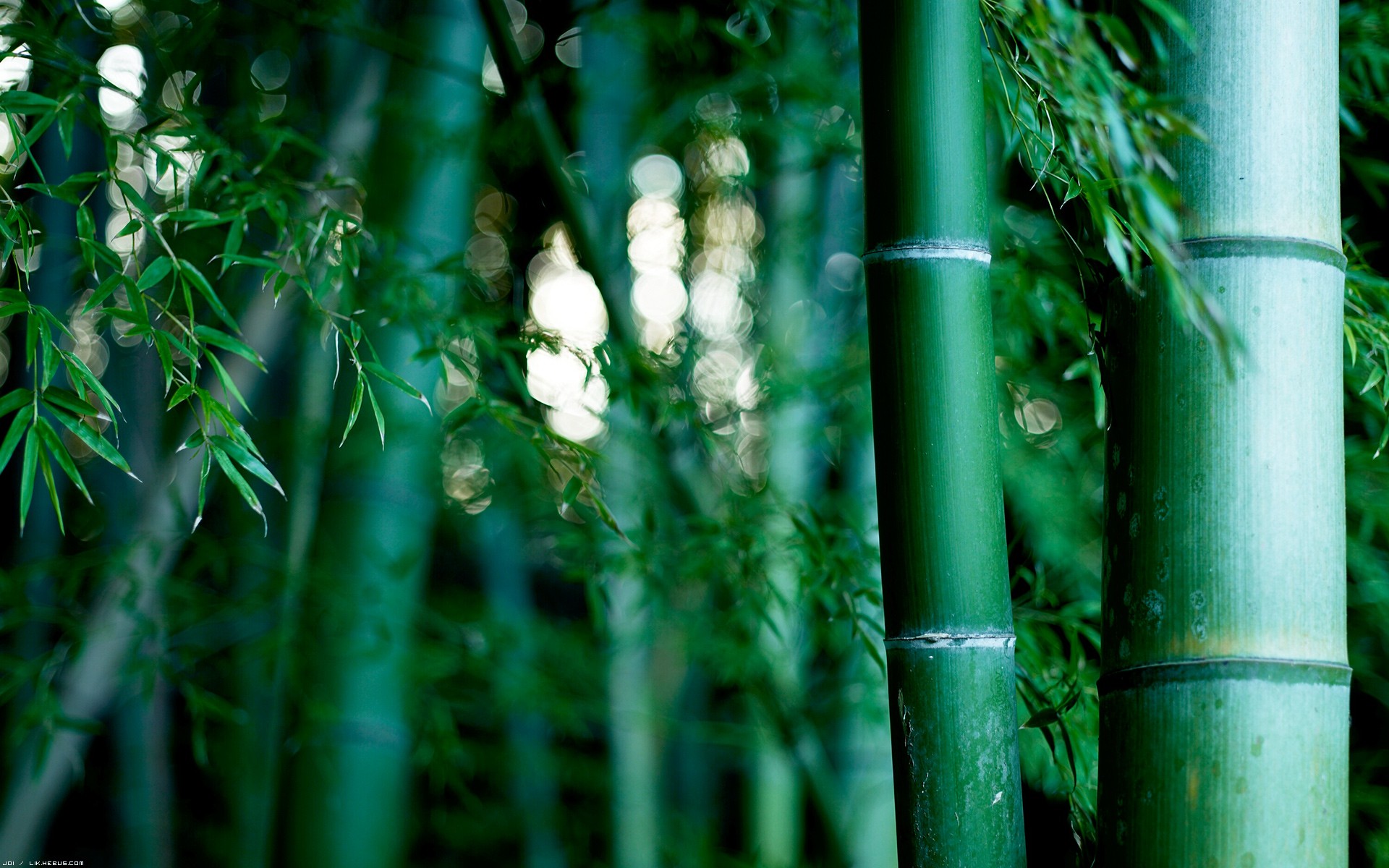 Bamboo Forest Wallpapers