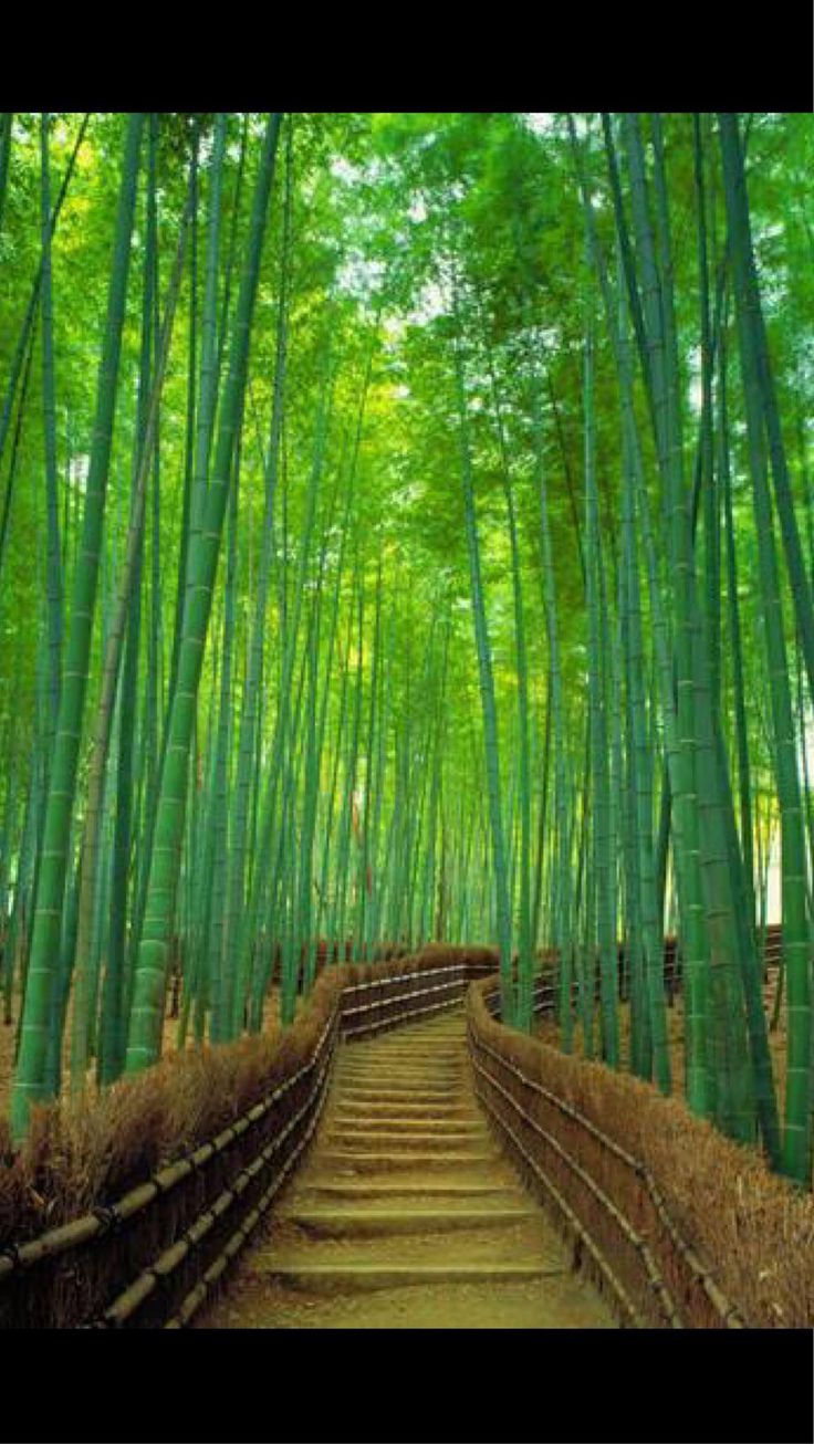 Bamboo Forest Wallpapers