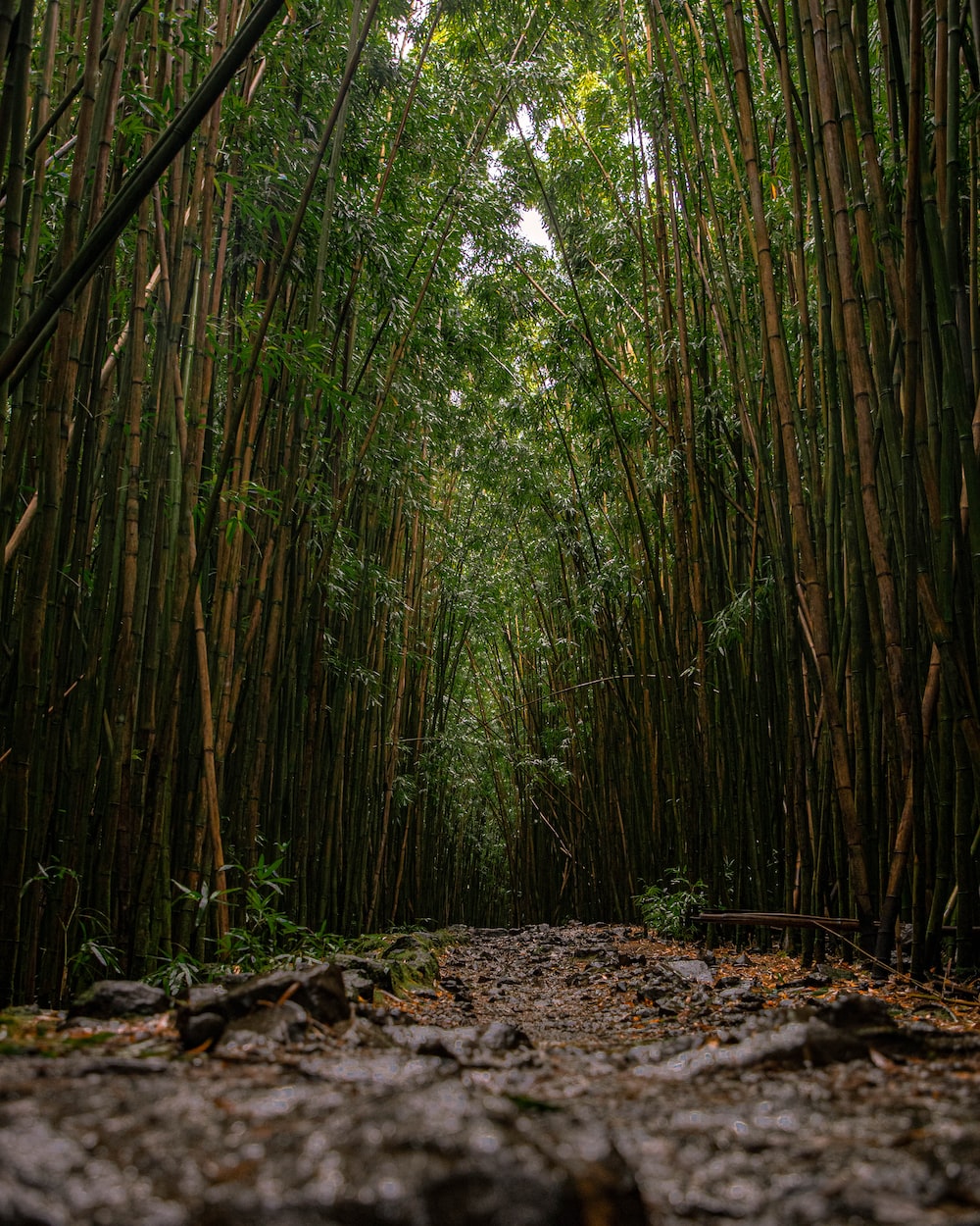 Bamboo Forest Wallpapers