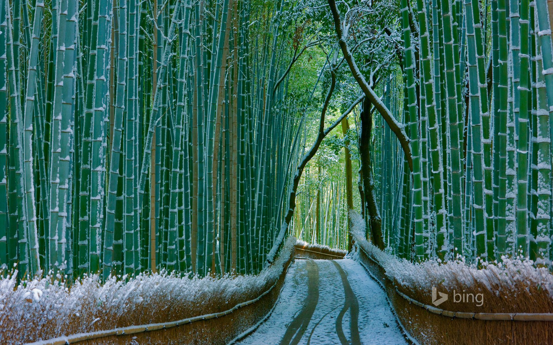 Bamboo Forest Wallpapers