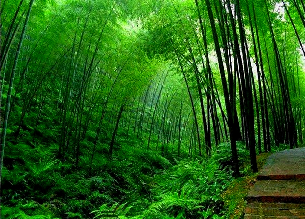 Bamboo Forest Wallpapers