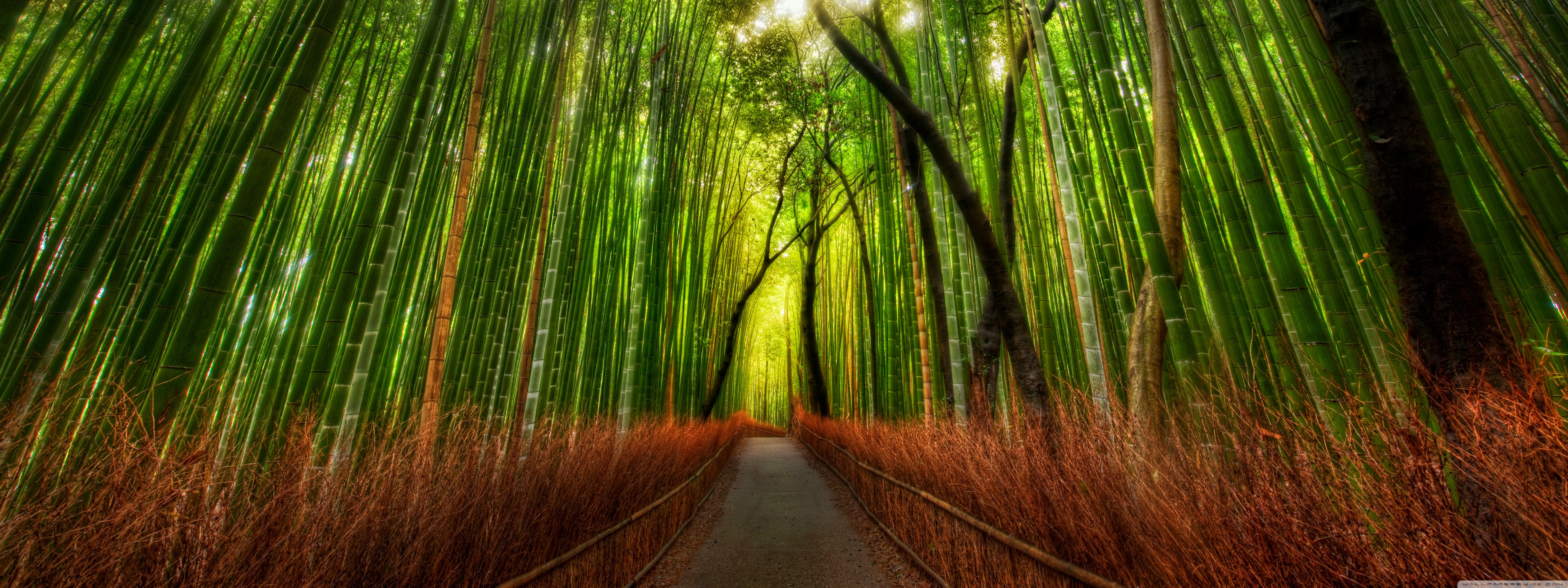 Bamboo Forest Wallpapers